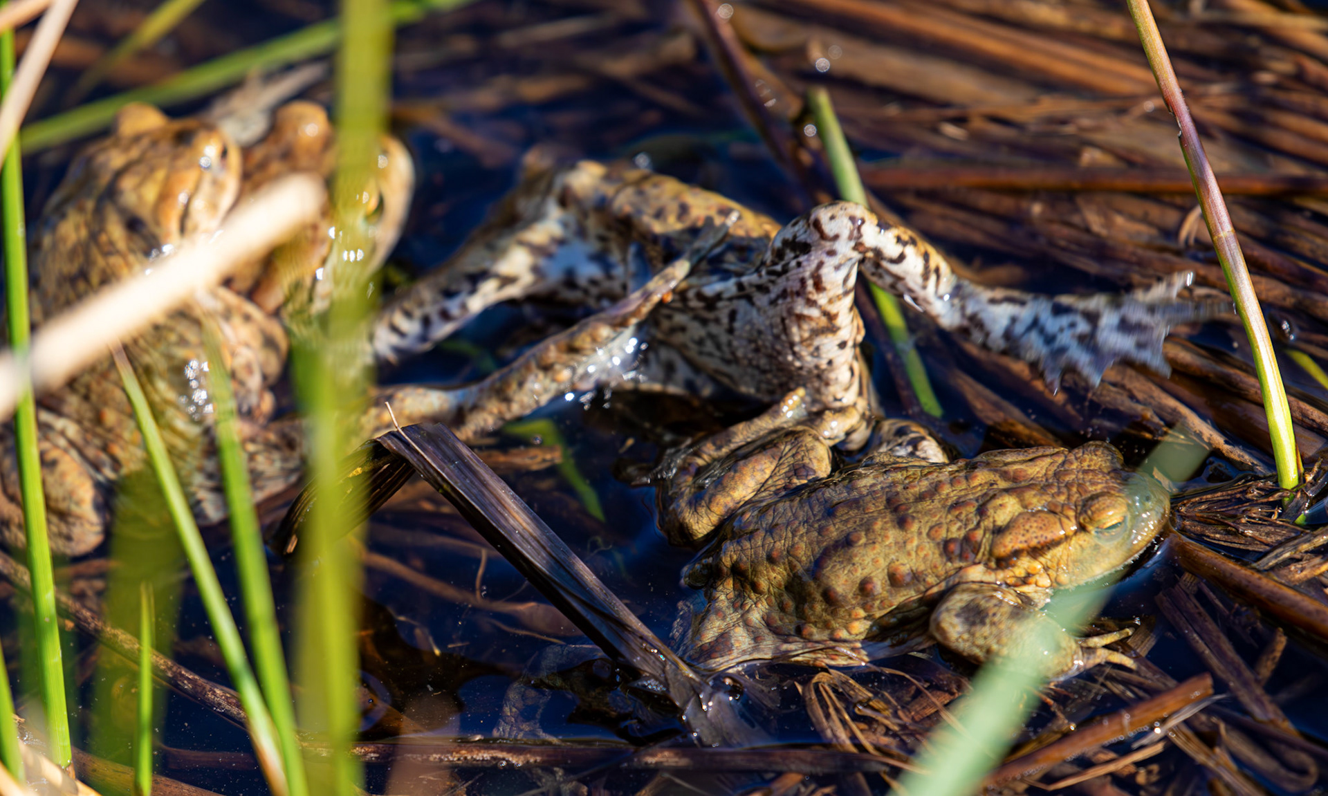 Common Toads mating at Black Devon Wetlands 20 March 2026