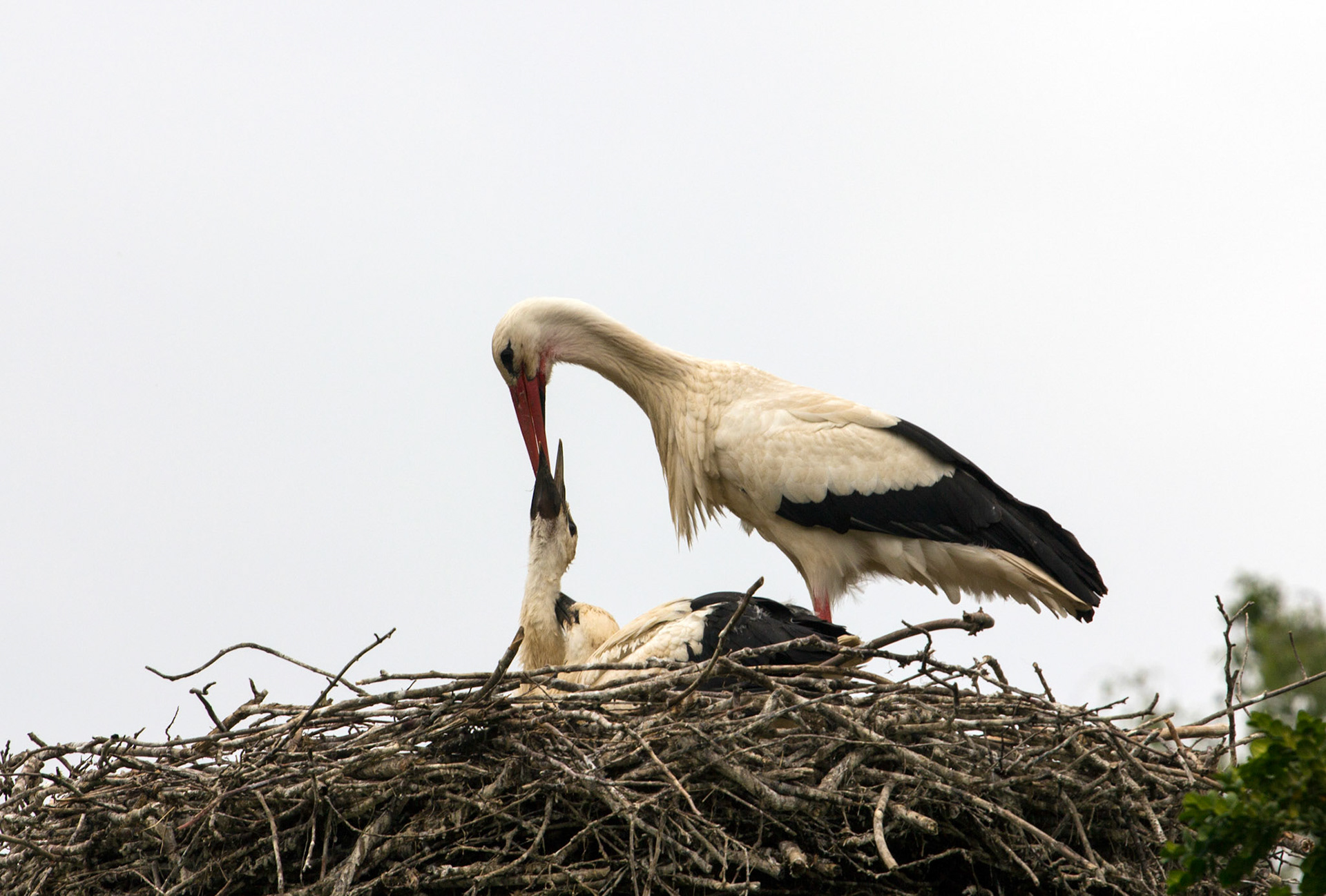 CernayPlease see my other Photographs at: http://www.jamespdeans.co.uk/