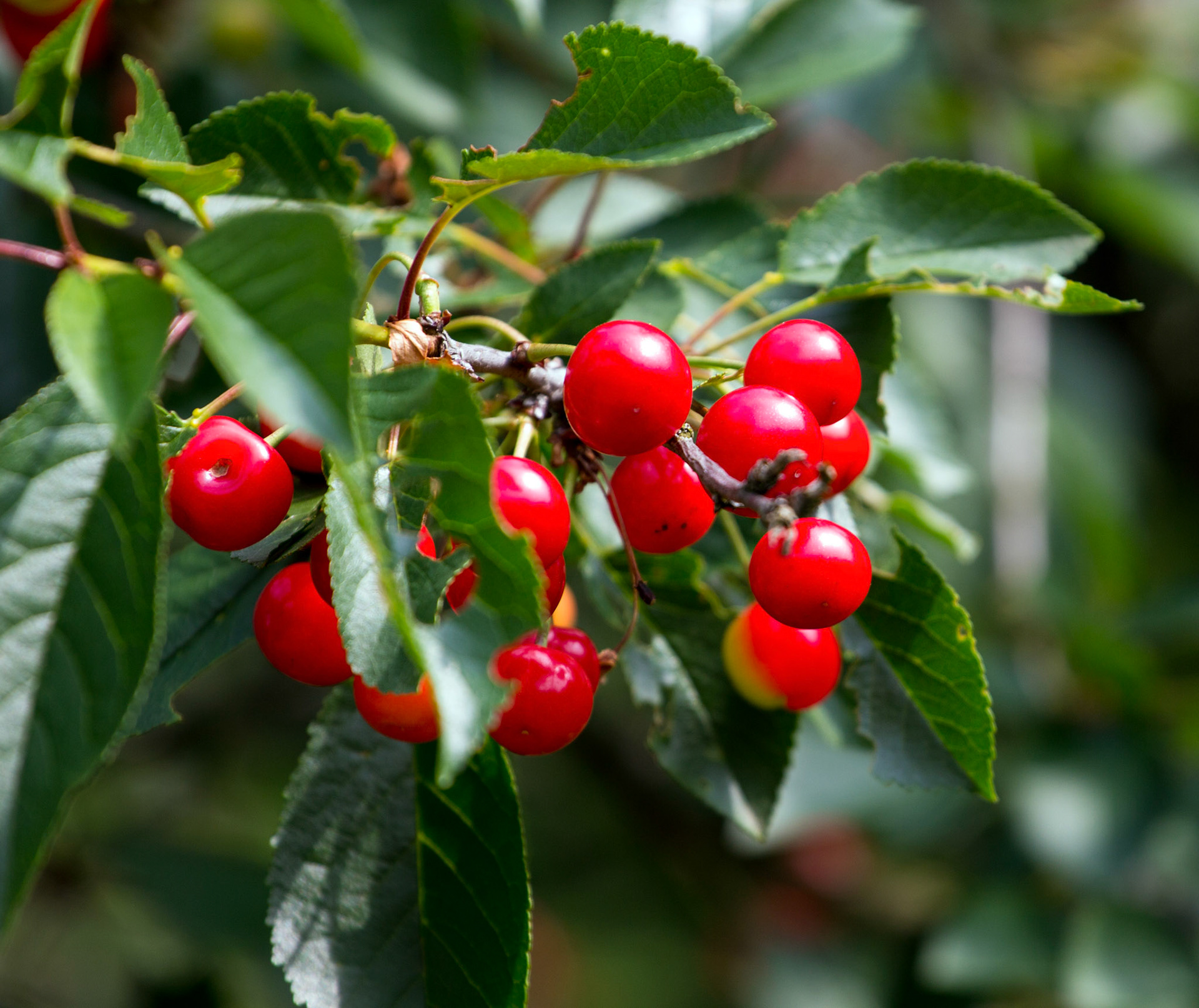 CernayPlease see my other Photographs at: http://www.jamespdeans.co.uk/