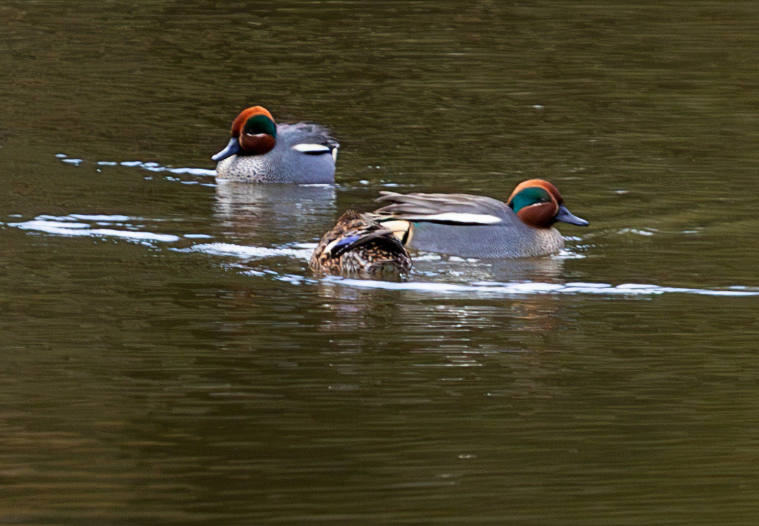 Teal on the Curling Pond at Colzium Park, Kilsyth. 08 March 2024