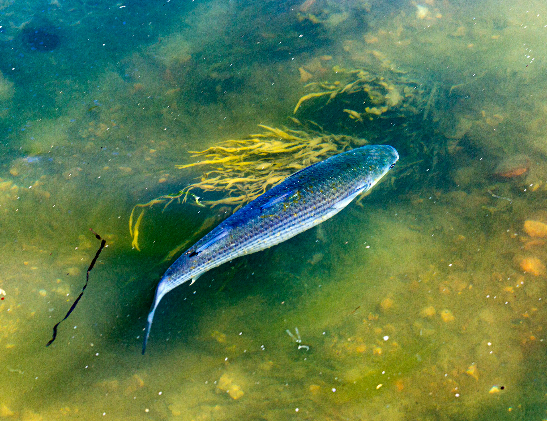Mullet Spawning at Newtown IOW 14 July 2022