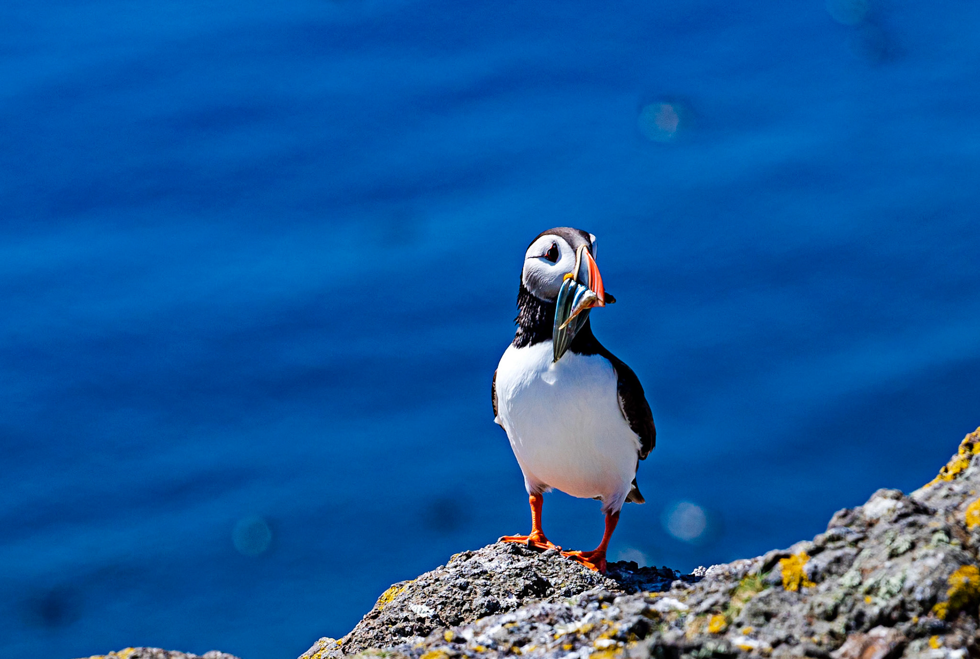 Puffin - Isle of May - 04 June 2022