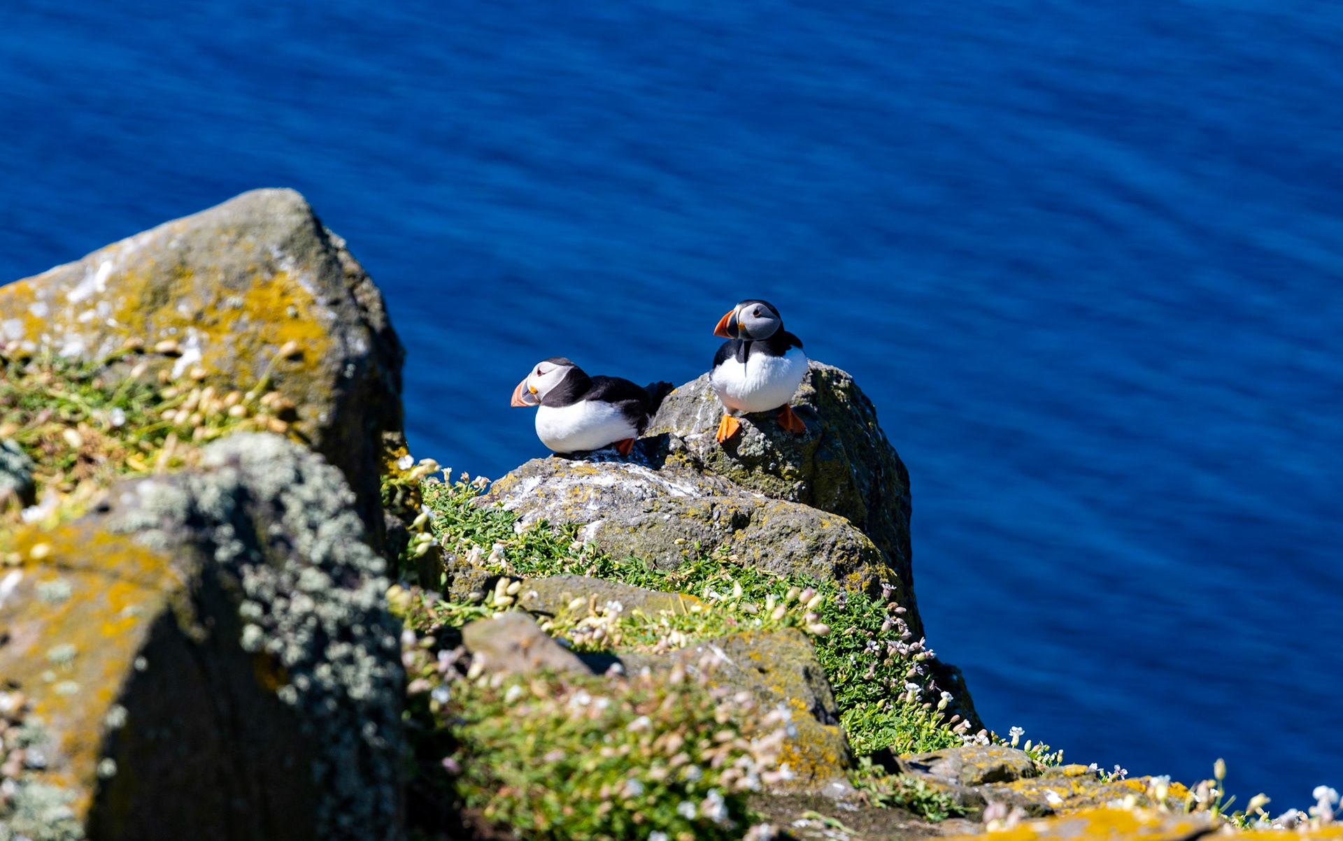 Puffin - Isle of May - 04 June 2022