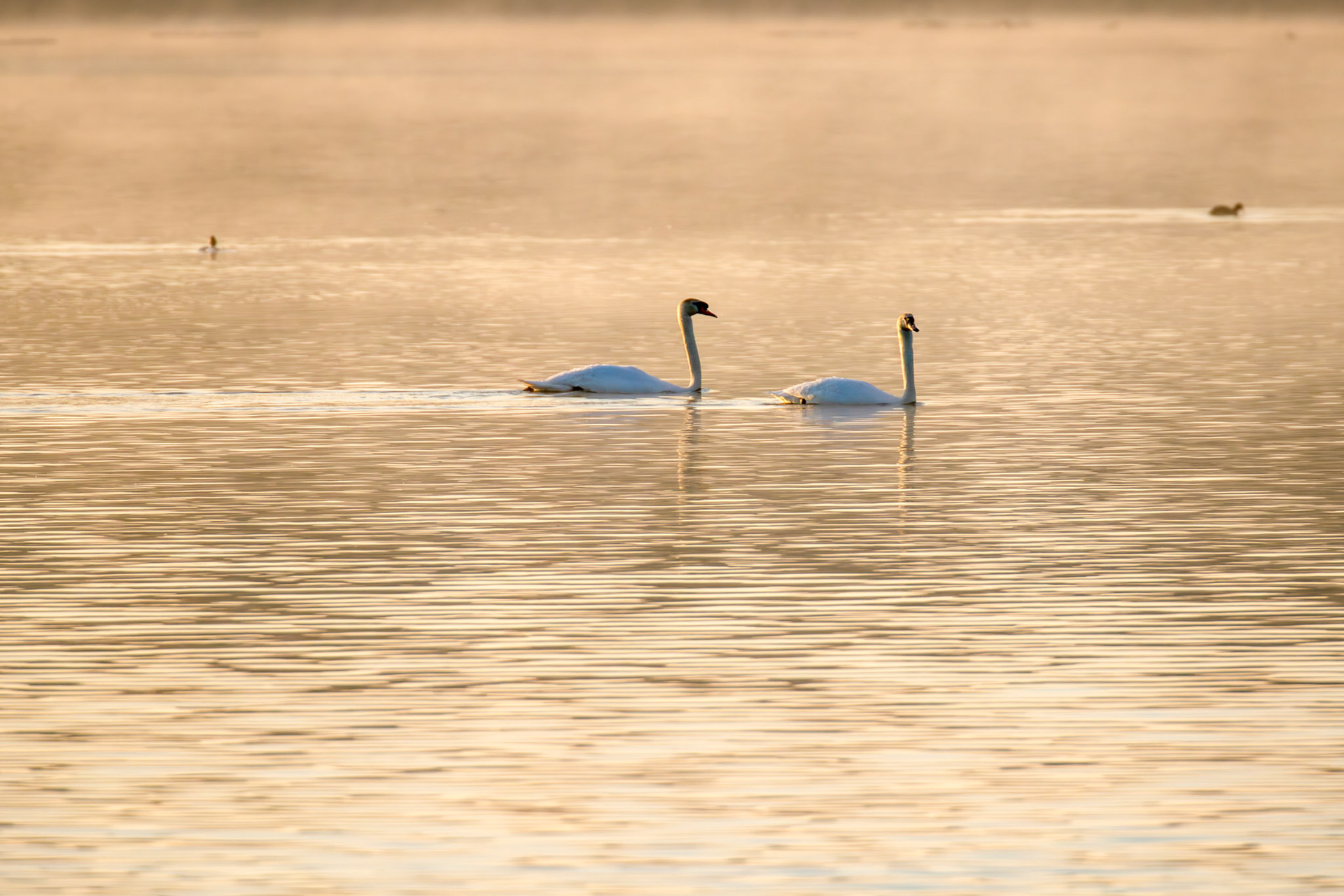 Mute Swans in the mist - Sunrise at Hogganfield Loch 19 March 2025