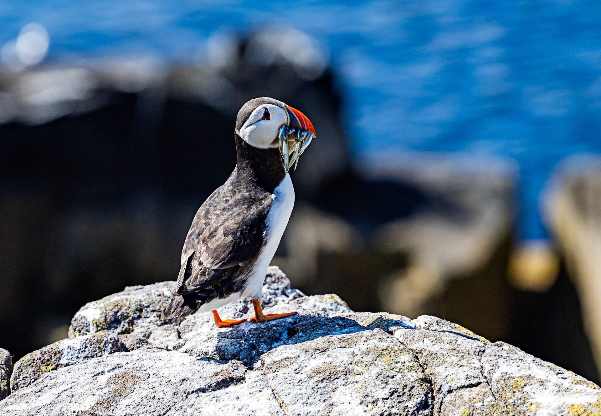 Puffin - Isle of May - 04 June 2022