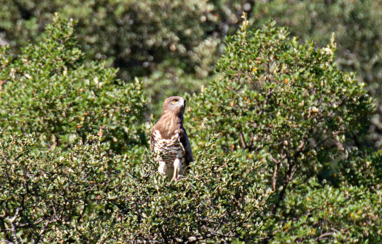 short-toed snake eagle (Circaetus gallicus) Douro River Cruise 22 August 2026