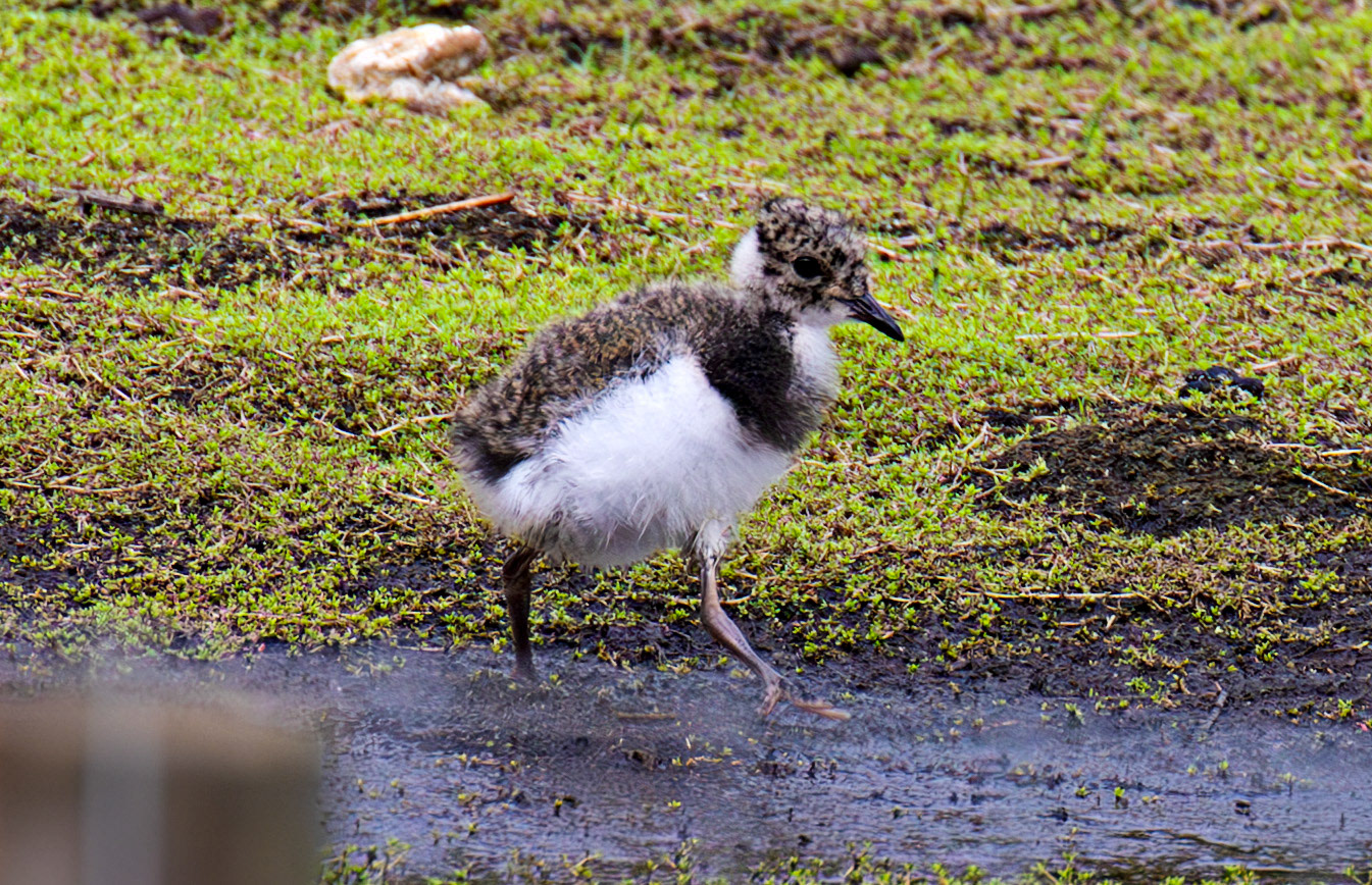 Young Lapwing at St Aidans RSPB Leeds 20 July 2025