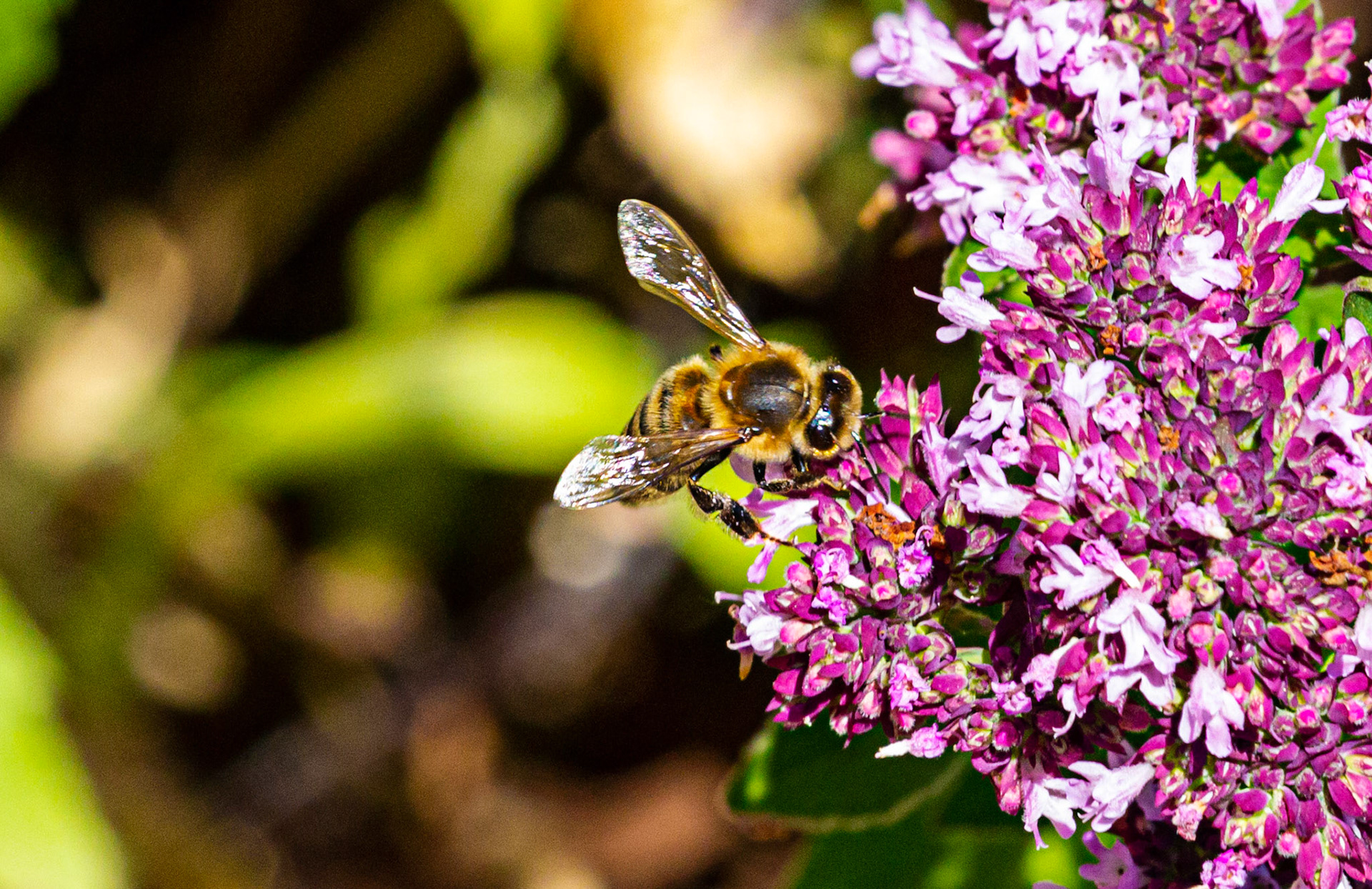 Mottistone IOW 16 July 2022