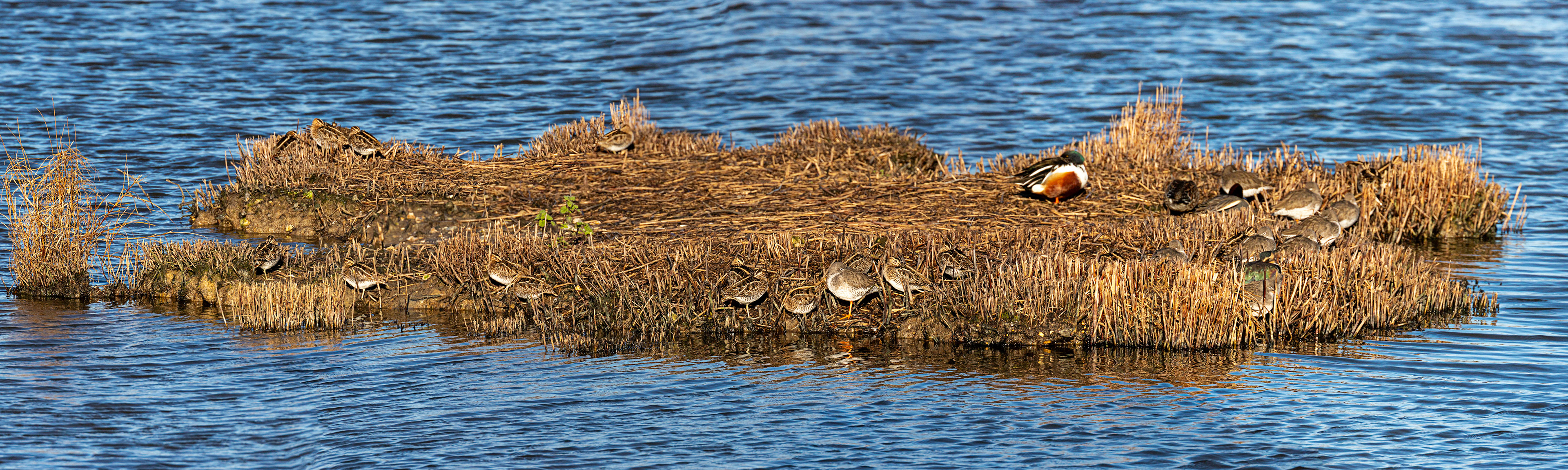 Shoveller &amp; Snipe at Titchfield  Haven 02 January 2025