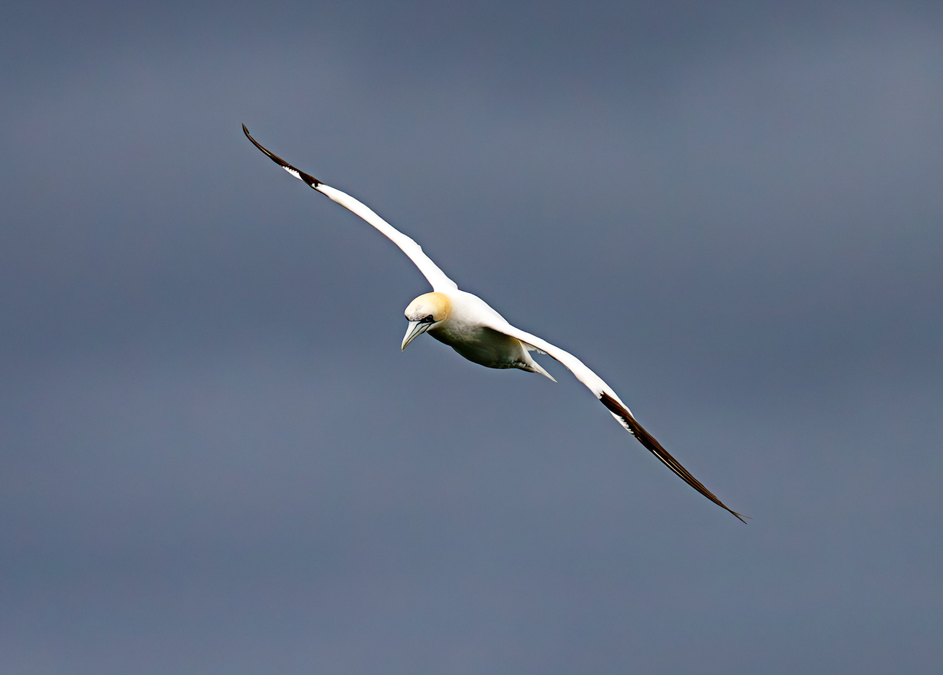 Gannets at North Berwick 14 Sept 2024