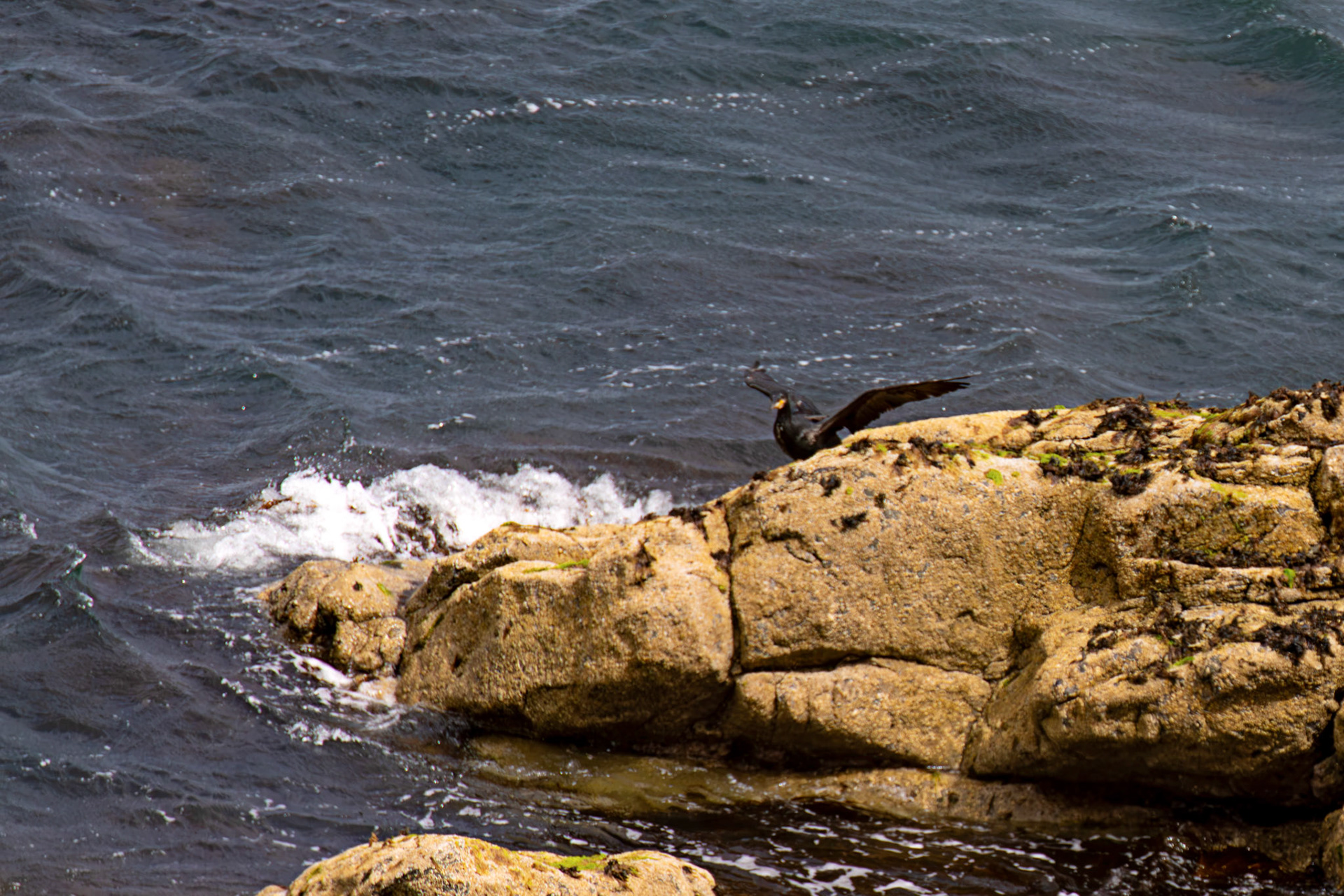 Atlantic Great Cormorant flying and landing at Tantallon Castle 04 July 2026