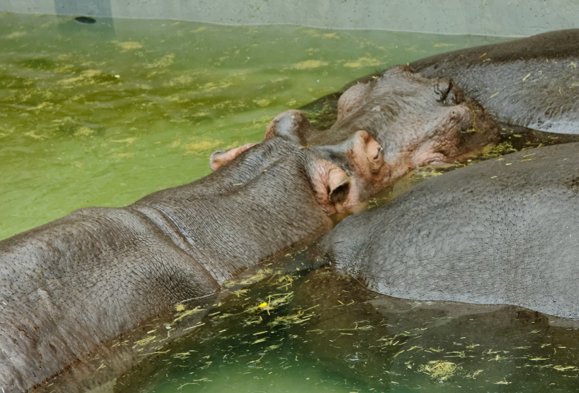 He's comfy - hope his friends haven't got flattulence.