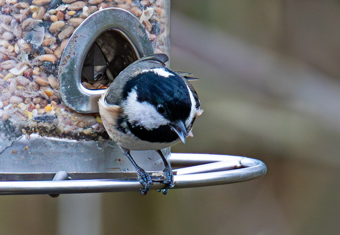Coal Tit - Big Garden Birdwatch 2025 - Howden Park Walled Garden 26 January 2025