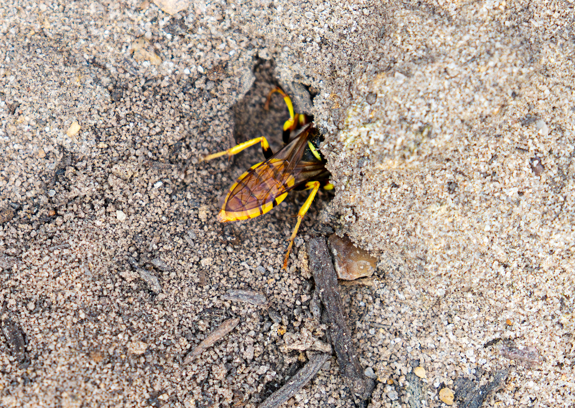 The European beewolf (Philanthus triangulum) Slough 05 August 2025