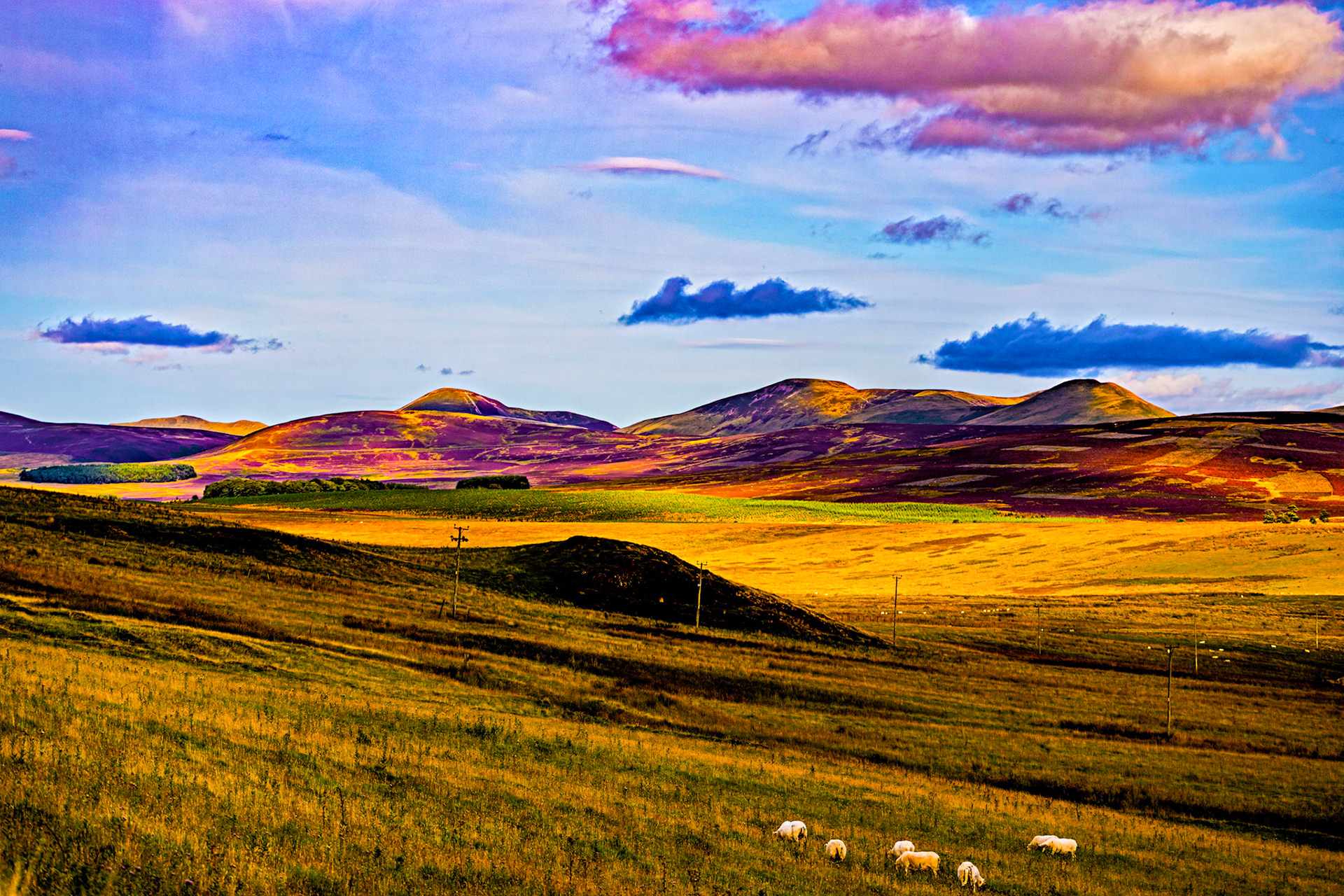 Pentland Hills near Harperrig  Reservoir 18 Aug 2021 Please see my other photos at JamesPDeans.co.uk