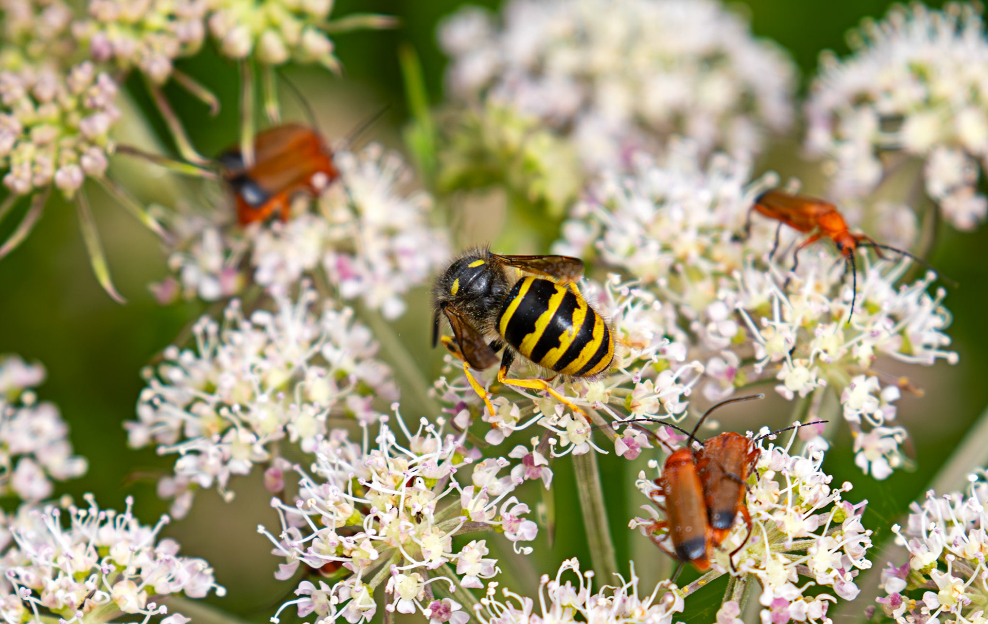 Soldier Beetles - Harperrig 09 July 2025