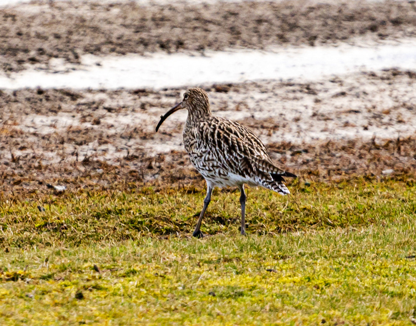 Musselburgh Lagoons 5 March 2024
