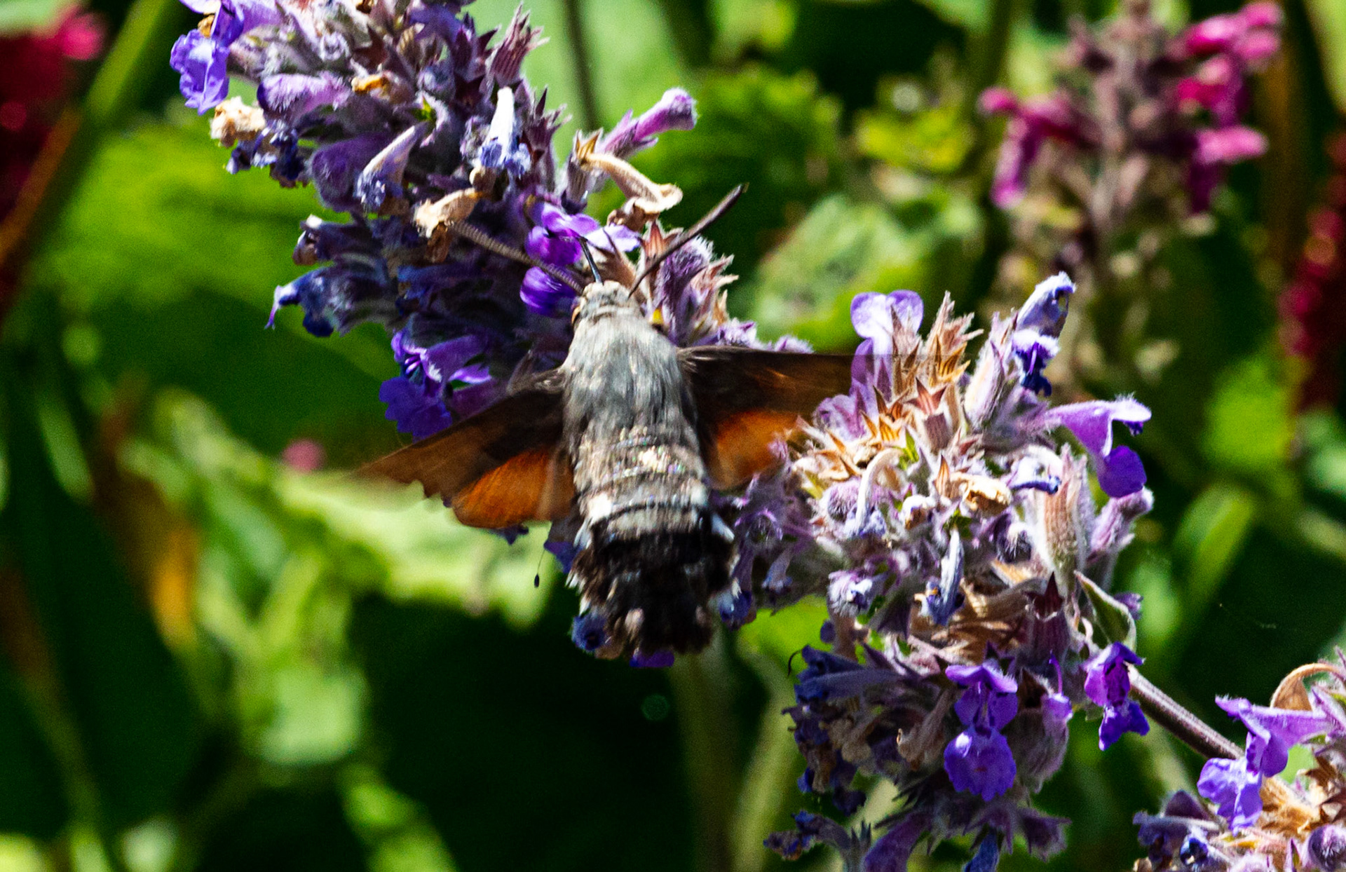 Mottistone IOW 16 July 2022