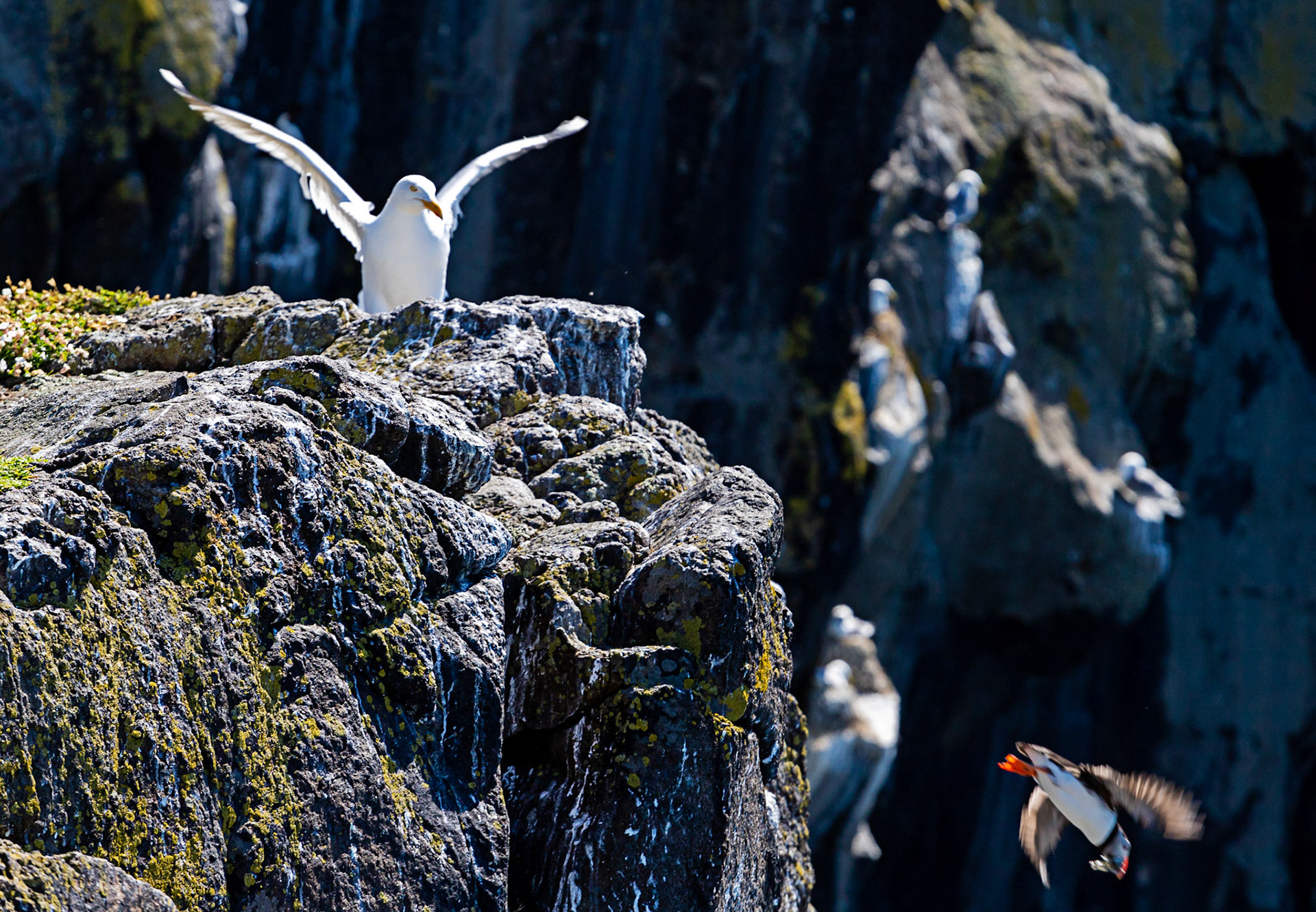 Puffin - Isle of May - 04 June 2022