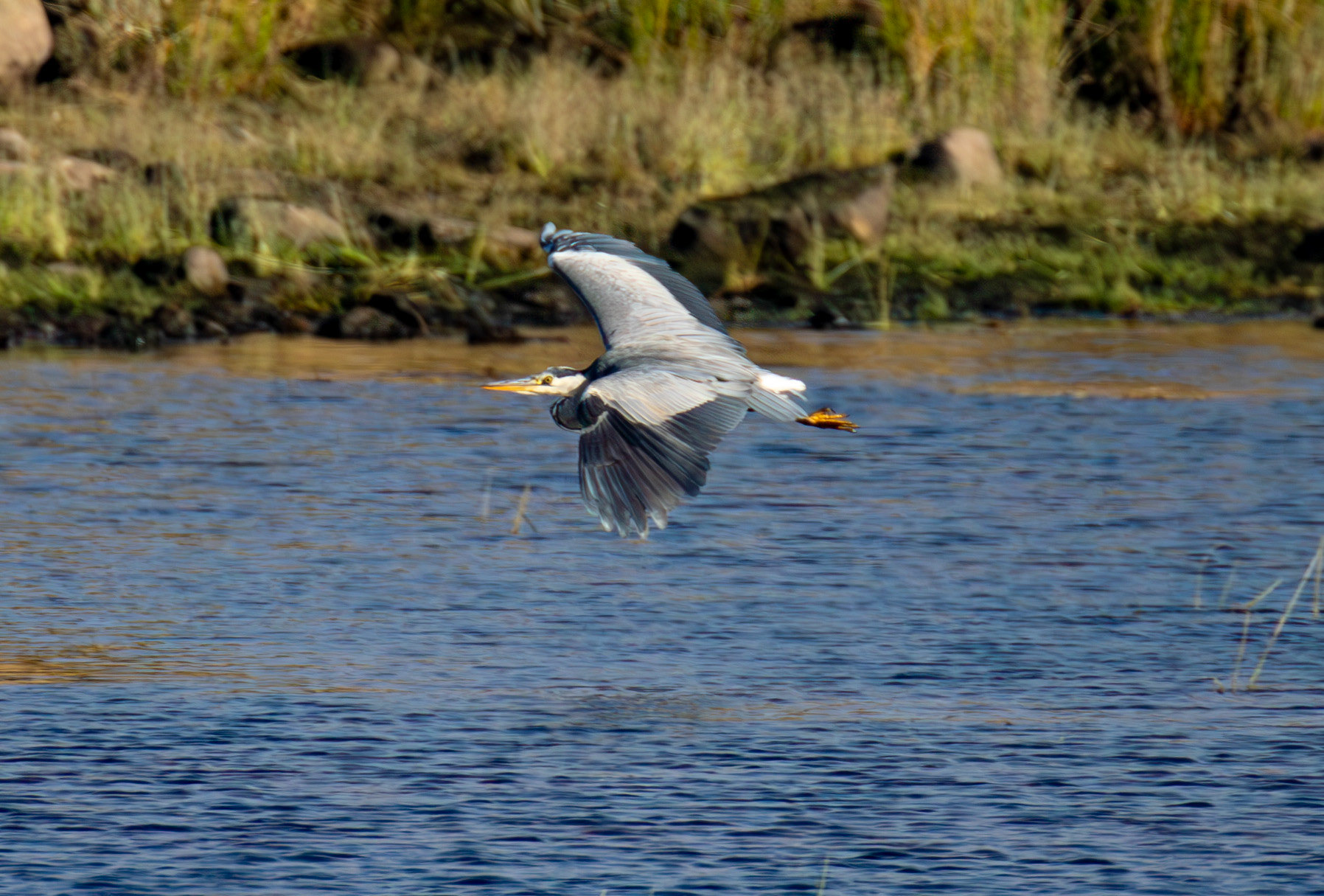 Grey Heron - Harperrig Reservoir 17 September 2024