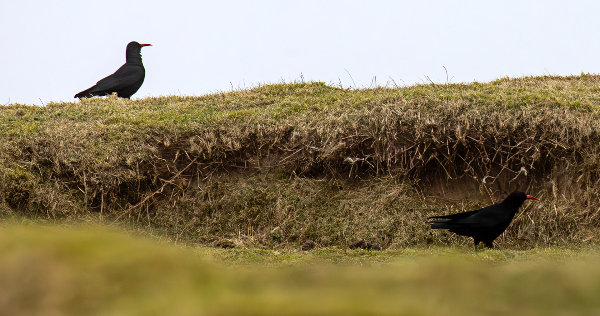 Chough: The Island of Islay 03 March 2025