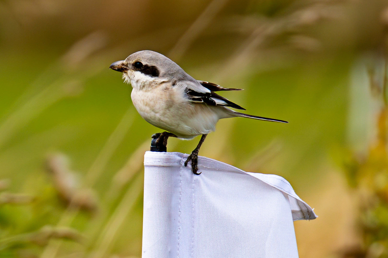 Steppe Grey Shrike in Dunbar 14 Sept 2024
