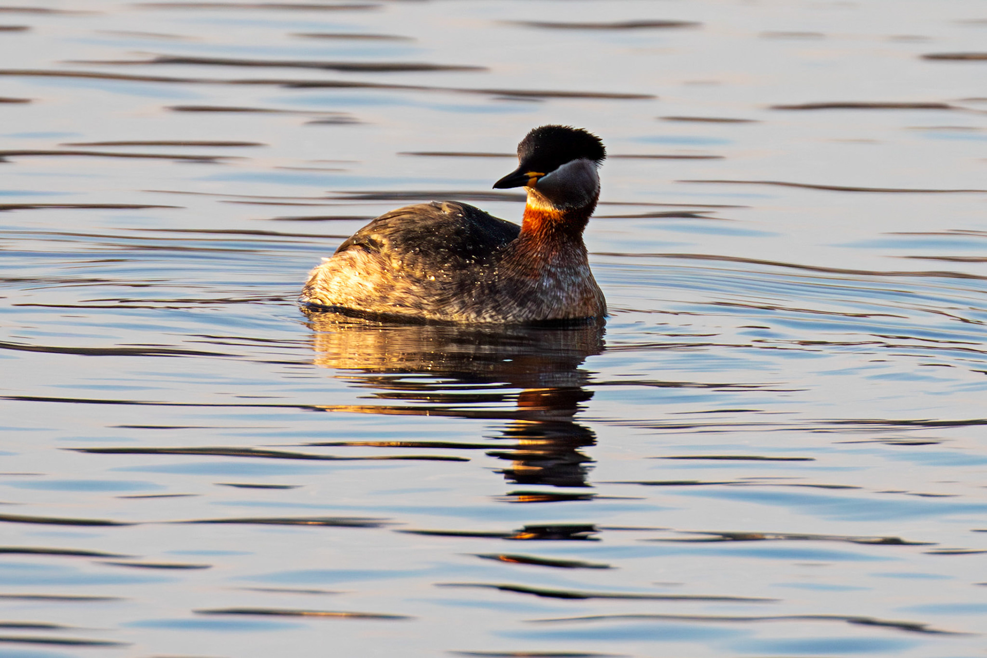 Red Necked Grebe at Hogganfield Loch 19 March 2025
