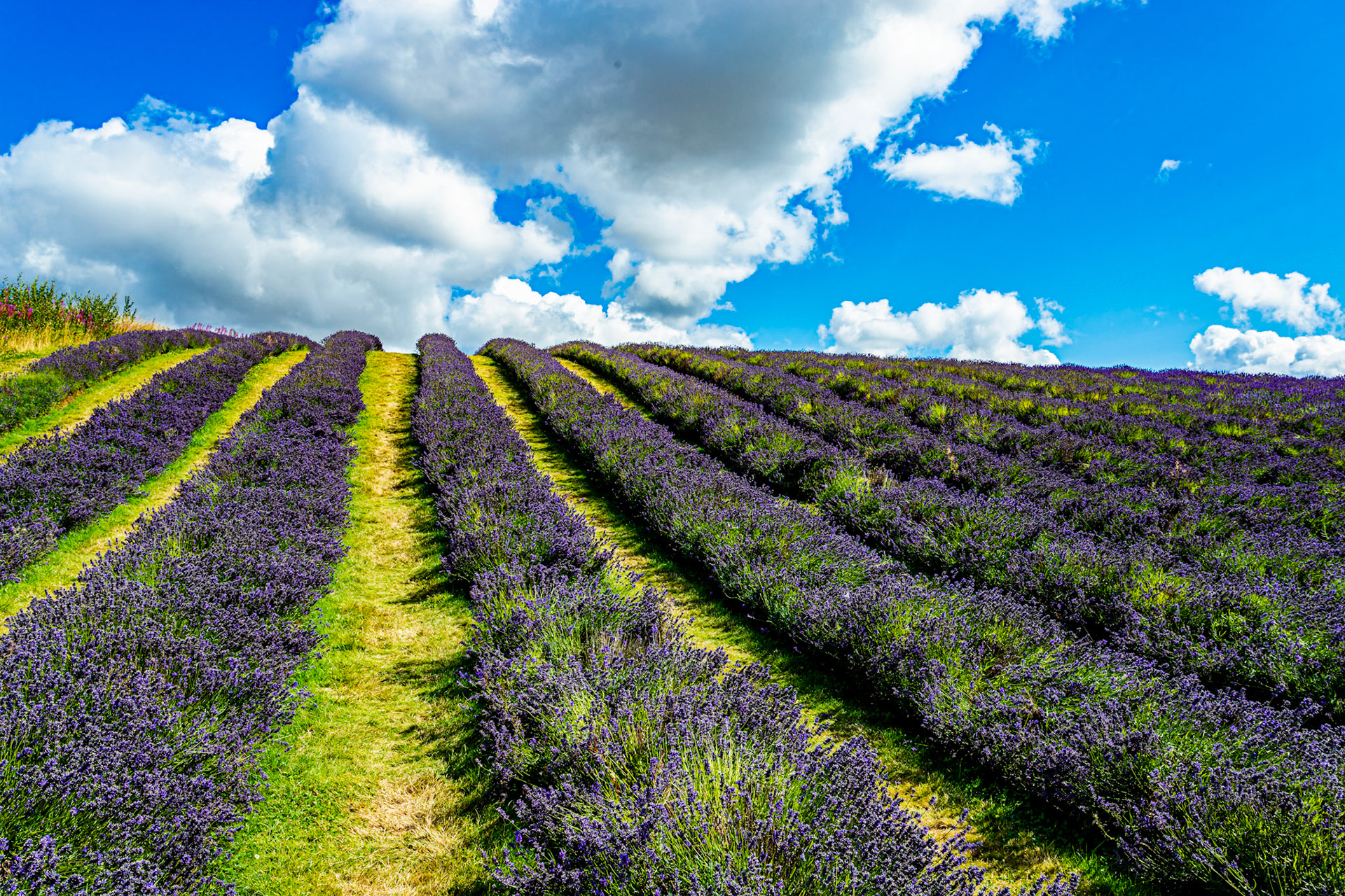 I spent an amazing few hours at Scottish Lavender Oils. They are so dedicated to nature and not to profit!
