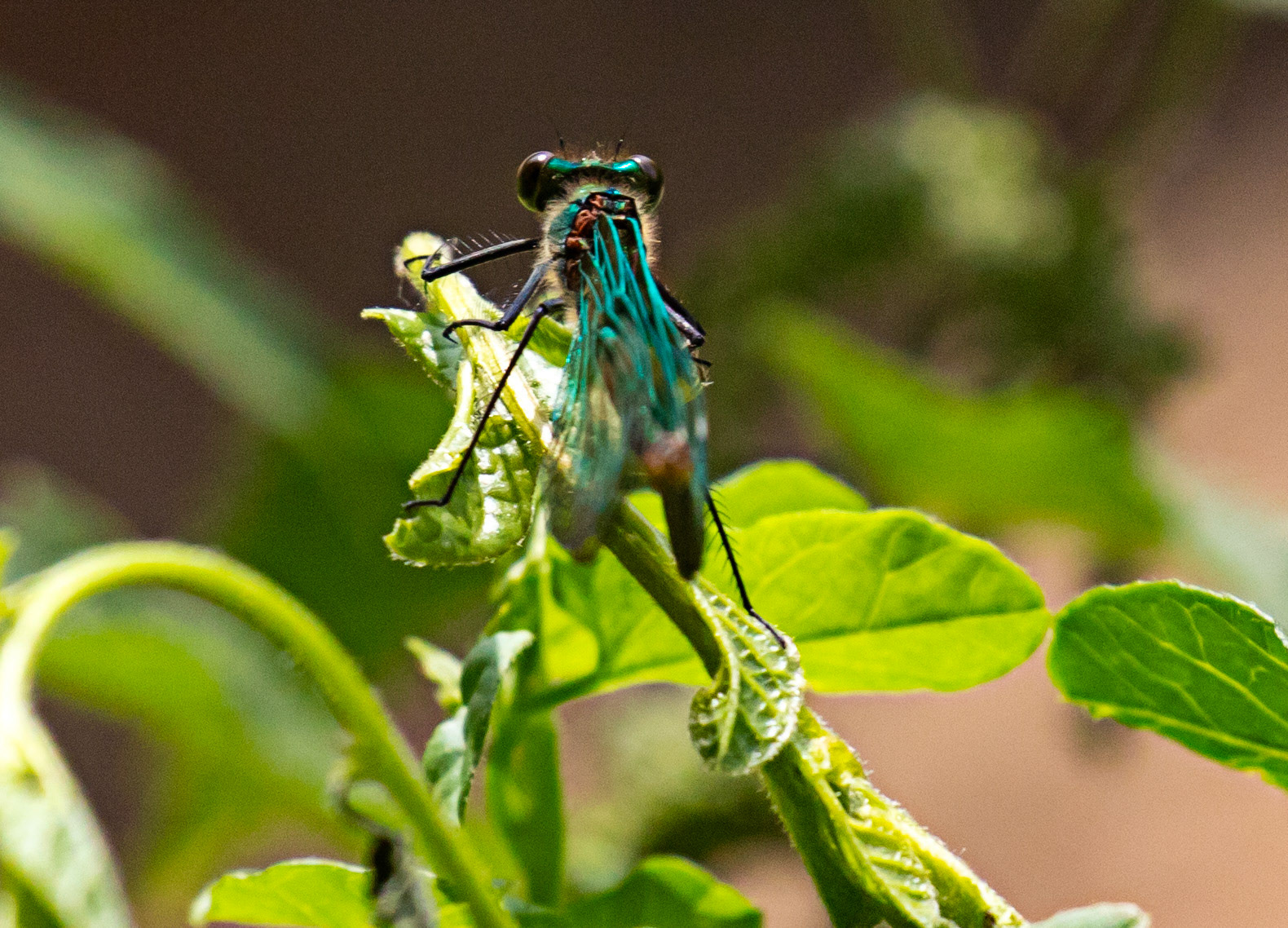 Beautiful Demoiselle (Calopteryx virgo) Walk Thames Path MArlow to Bourne End 06 August 2025
