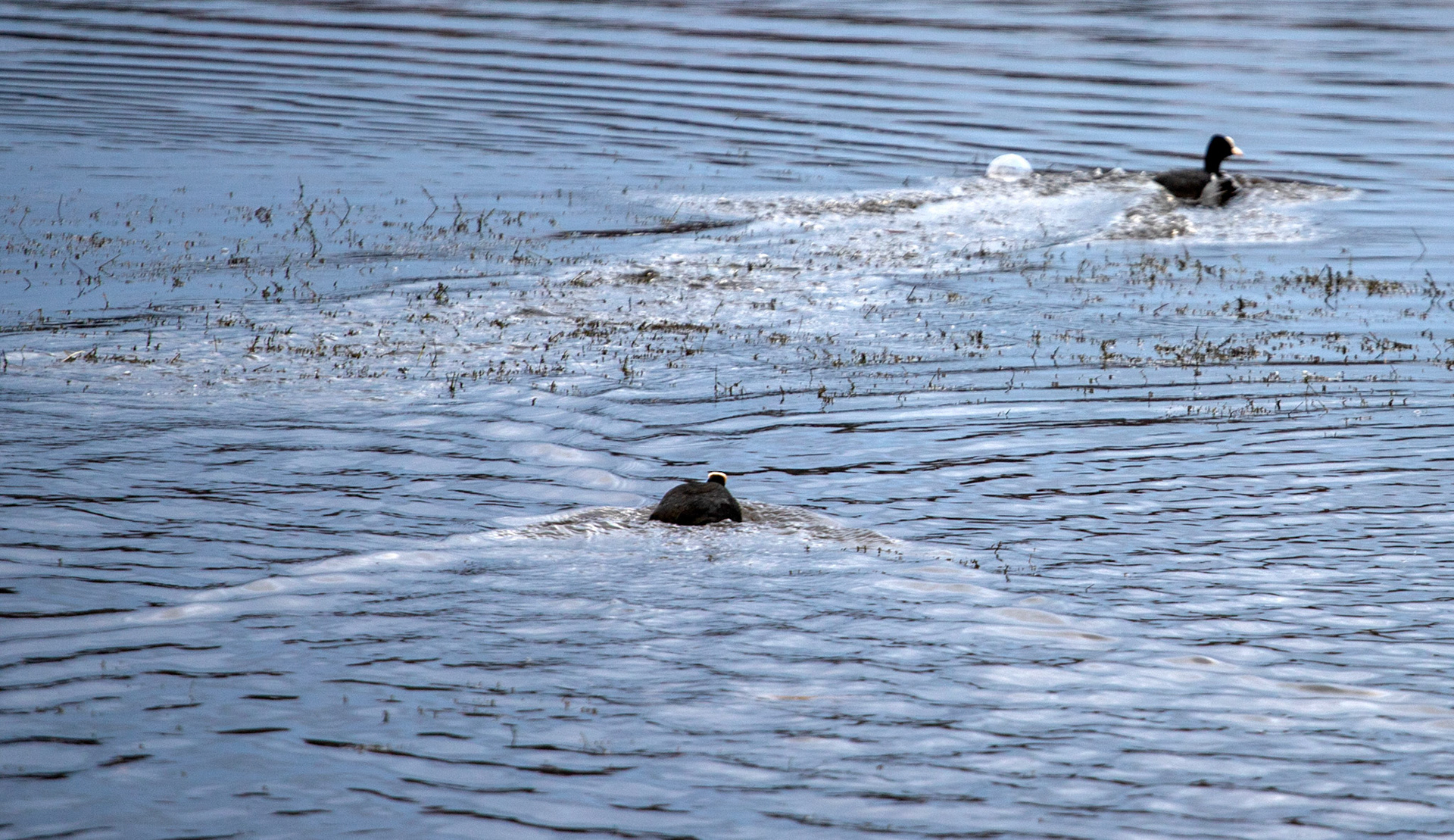 Broadwood Loch, Cumbernauld 05 January 2024
