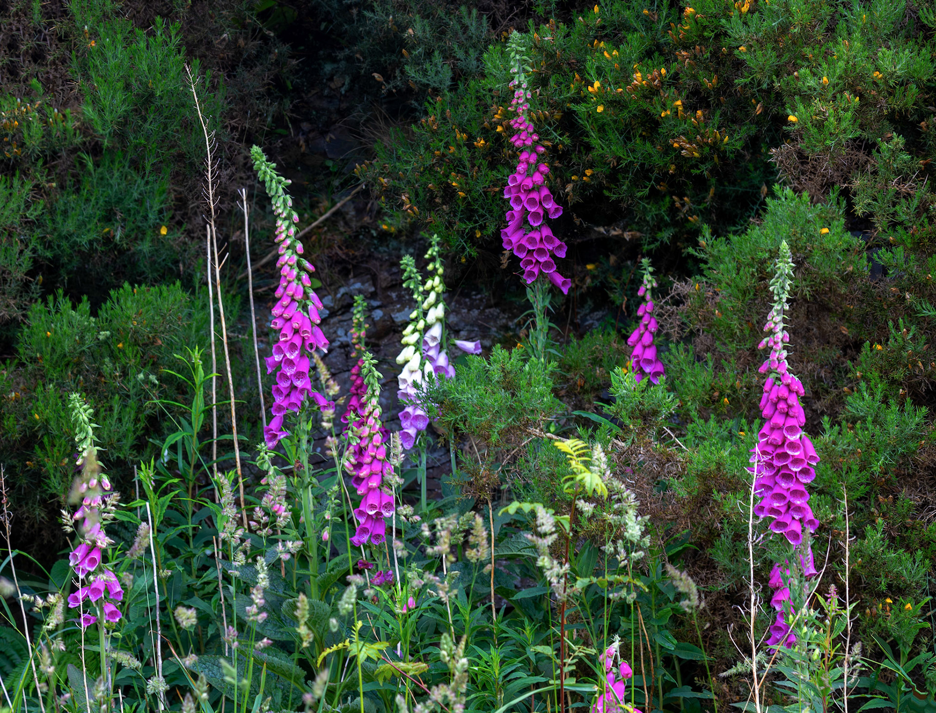 The Knock, Bathgate Hills 20 June 2026