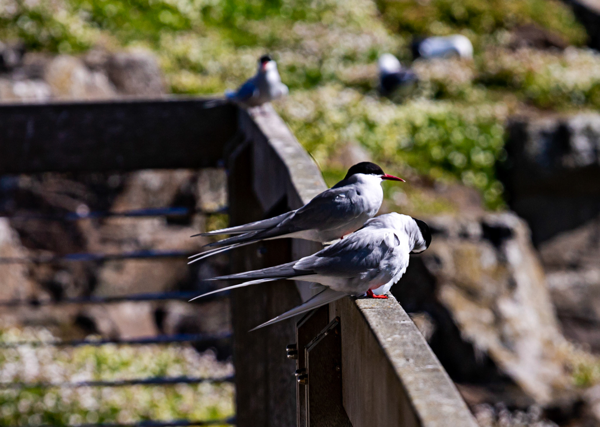 Isle of May - 04 June 2022