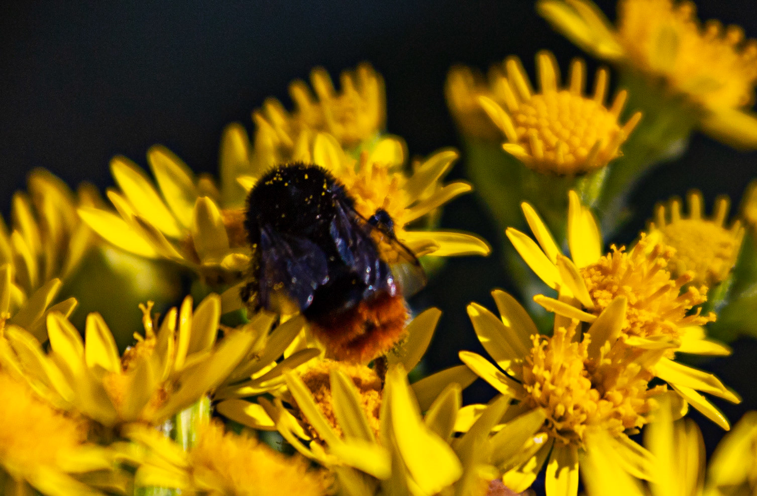 Ventnor Down IOW 15  July 2022