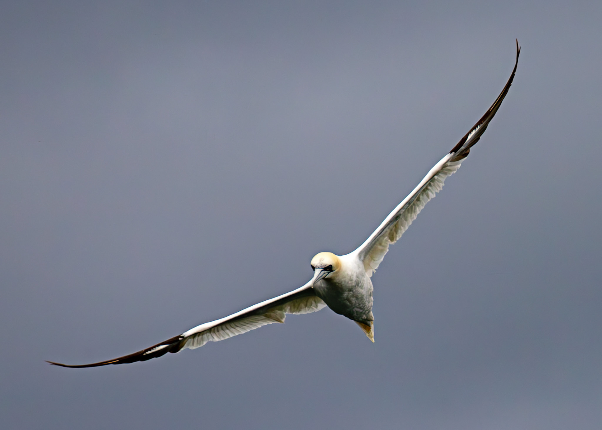 Gannets at North Berwick 14 Sept 2024