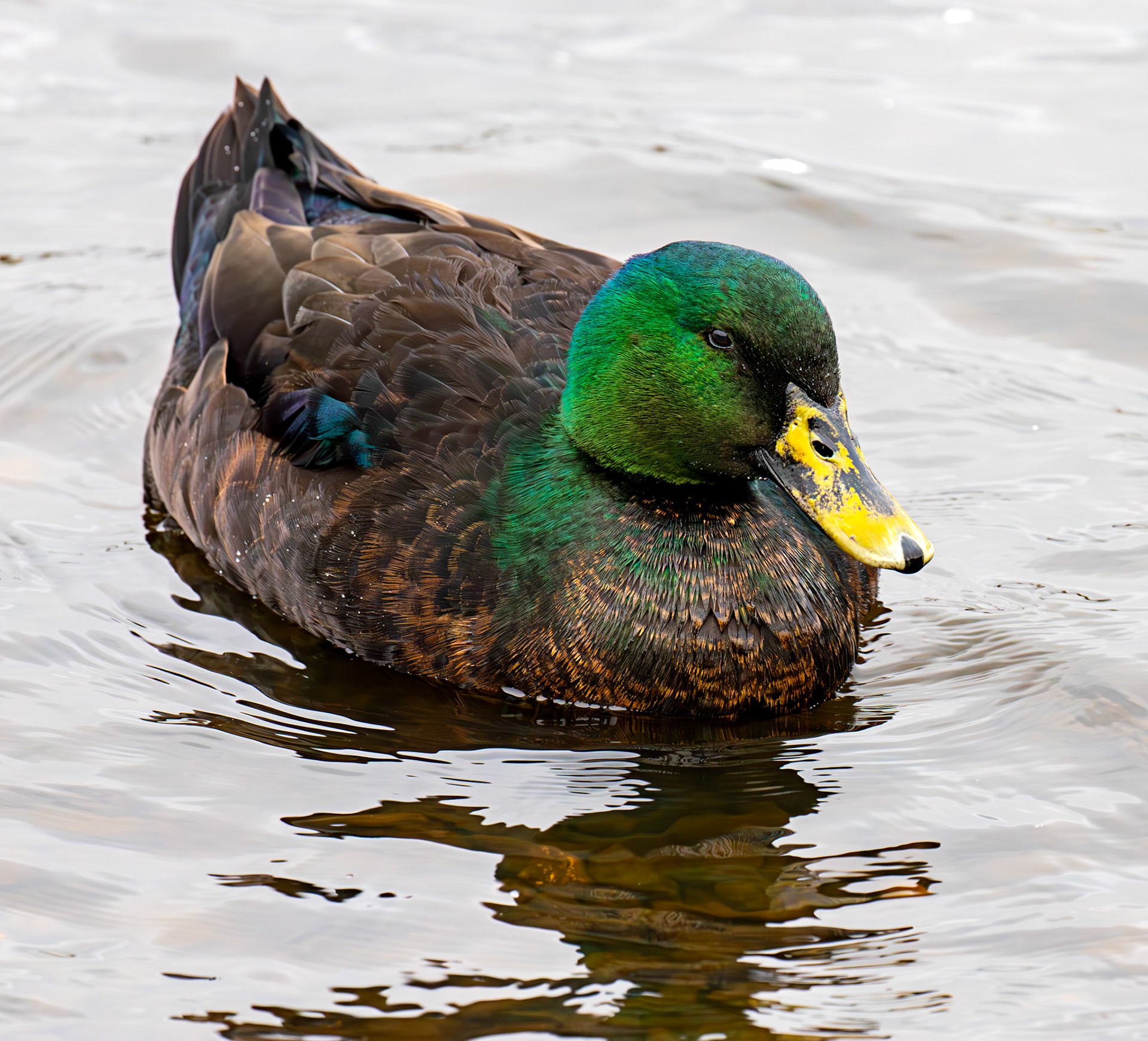 Cayuga ducks at Lochore 01 March 2025