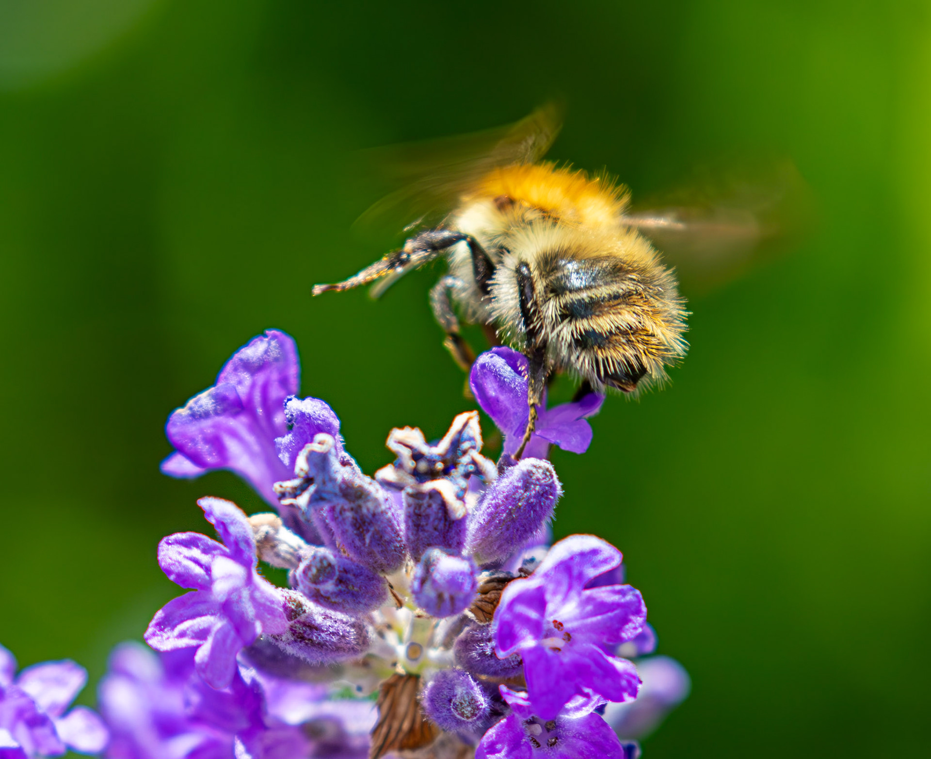 common carder bee (Bombus pascuorum) Livingston 08 July 2025