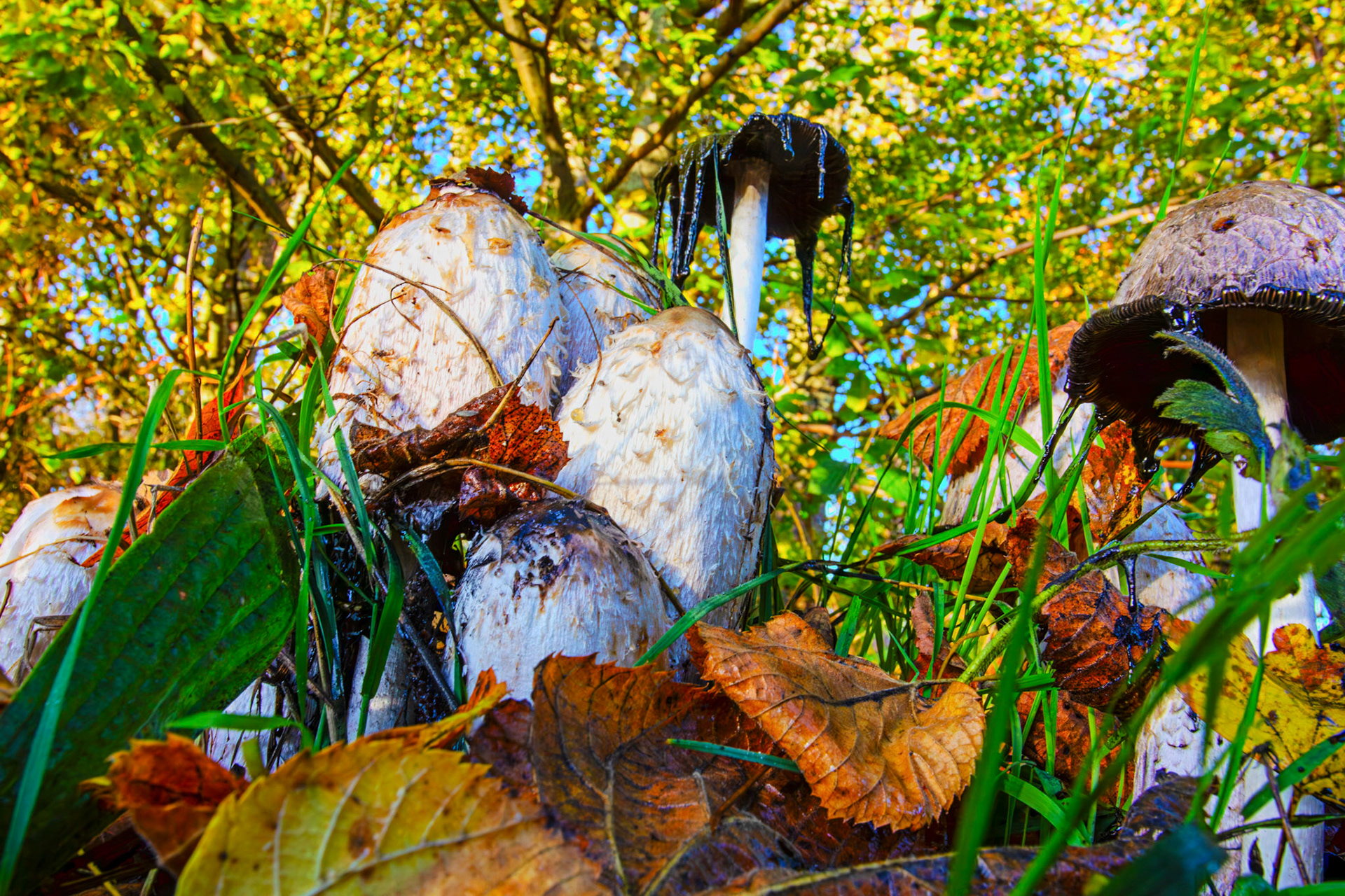 Shaggy Ink Cap - Coprinus comatus, Almondell at East Calder 27 October 2025