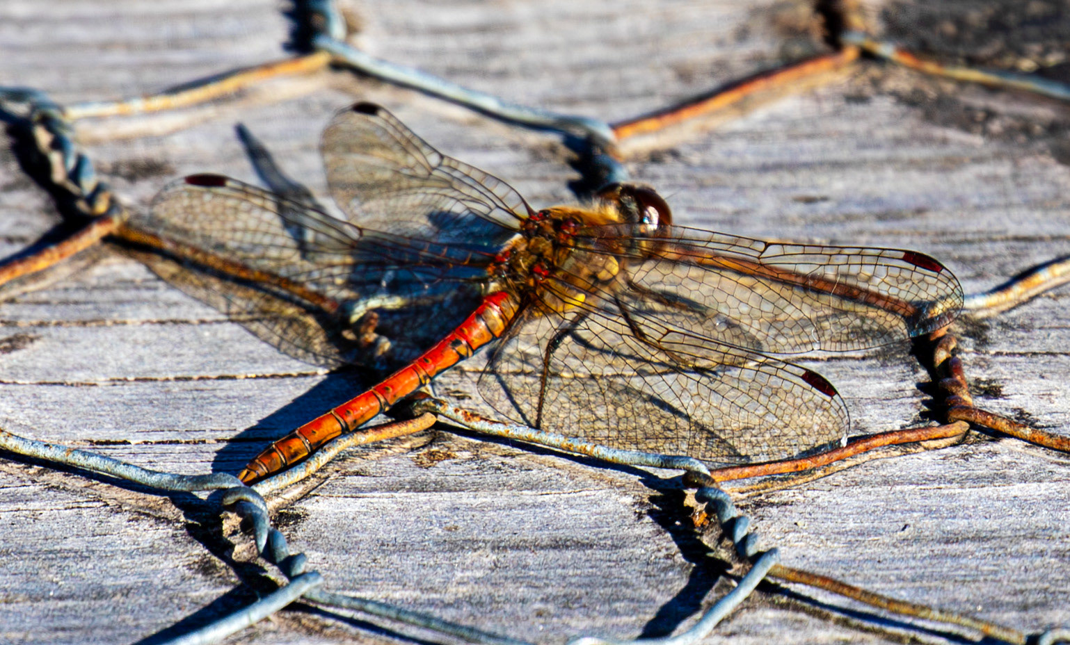 Common Darter - Sympetrum striolatum - Bavelaw 25 Sep 2025