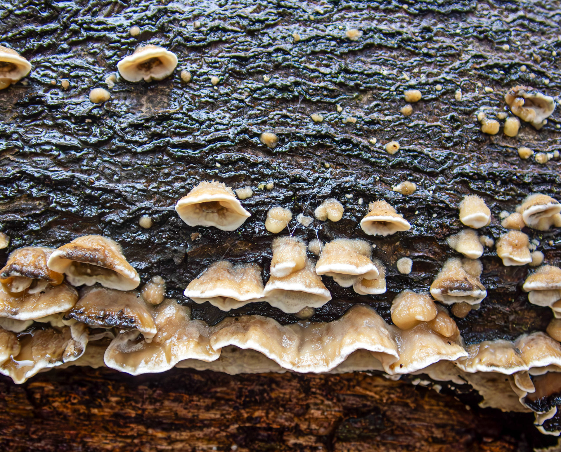 Smoky Bracket (Bjerkandera adusta) Deans Woods 08 November 2025