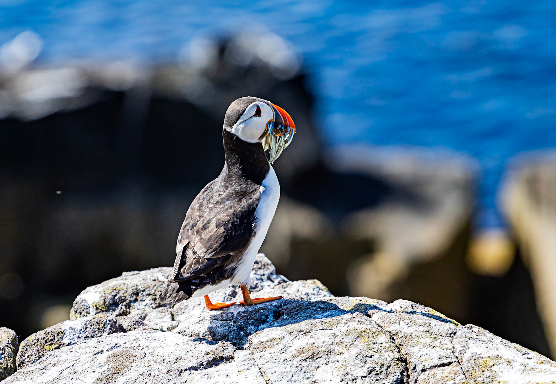 Puffin - Isle of May - 04 June 2022