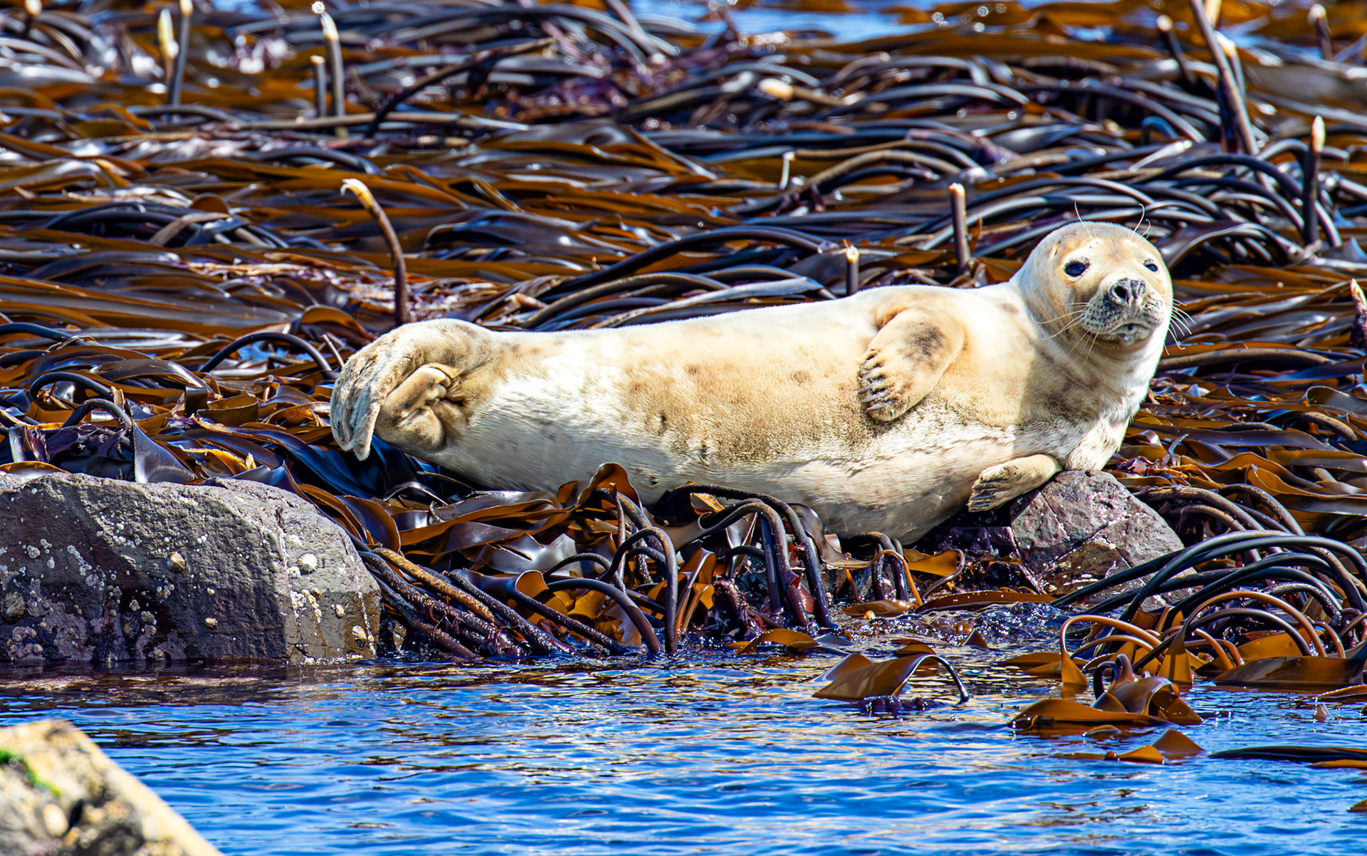 Grey Seals - Farne Islands 03 July 2026
