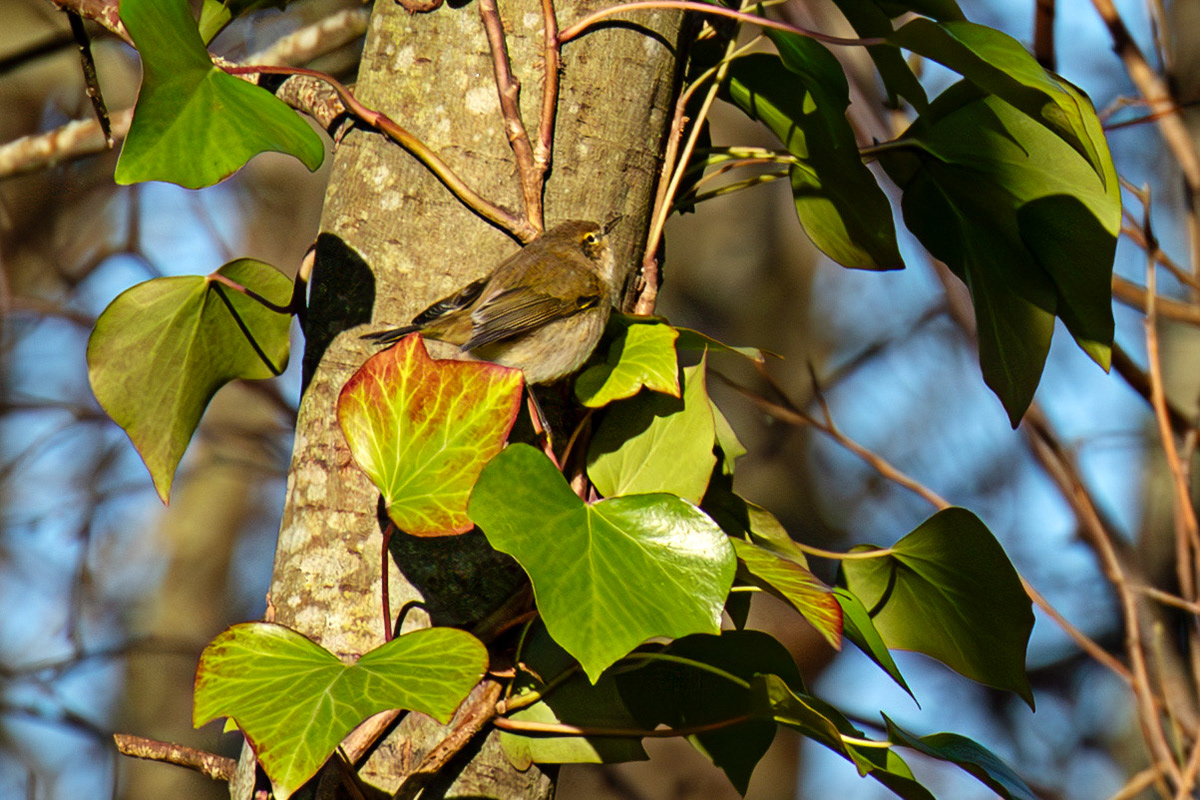 Chiffchaff at Titchfield  Haven 02 January 2025