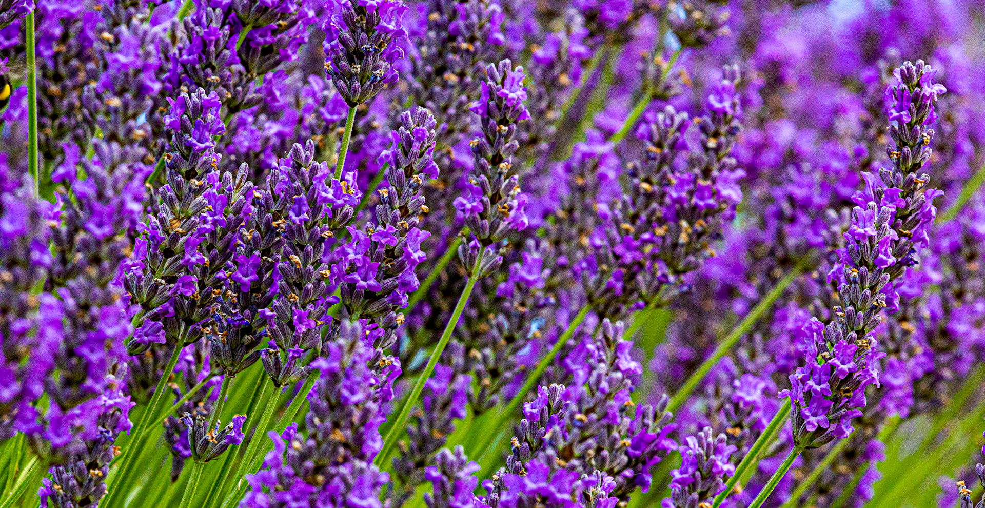 I spent an amazing few hours at Scottish Lavender Oils. They are so dedicated to nature and not to profit!