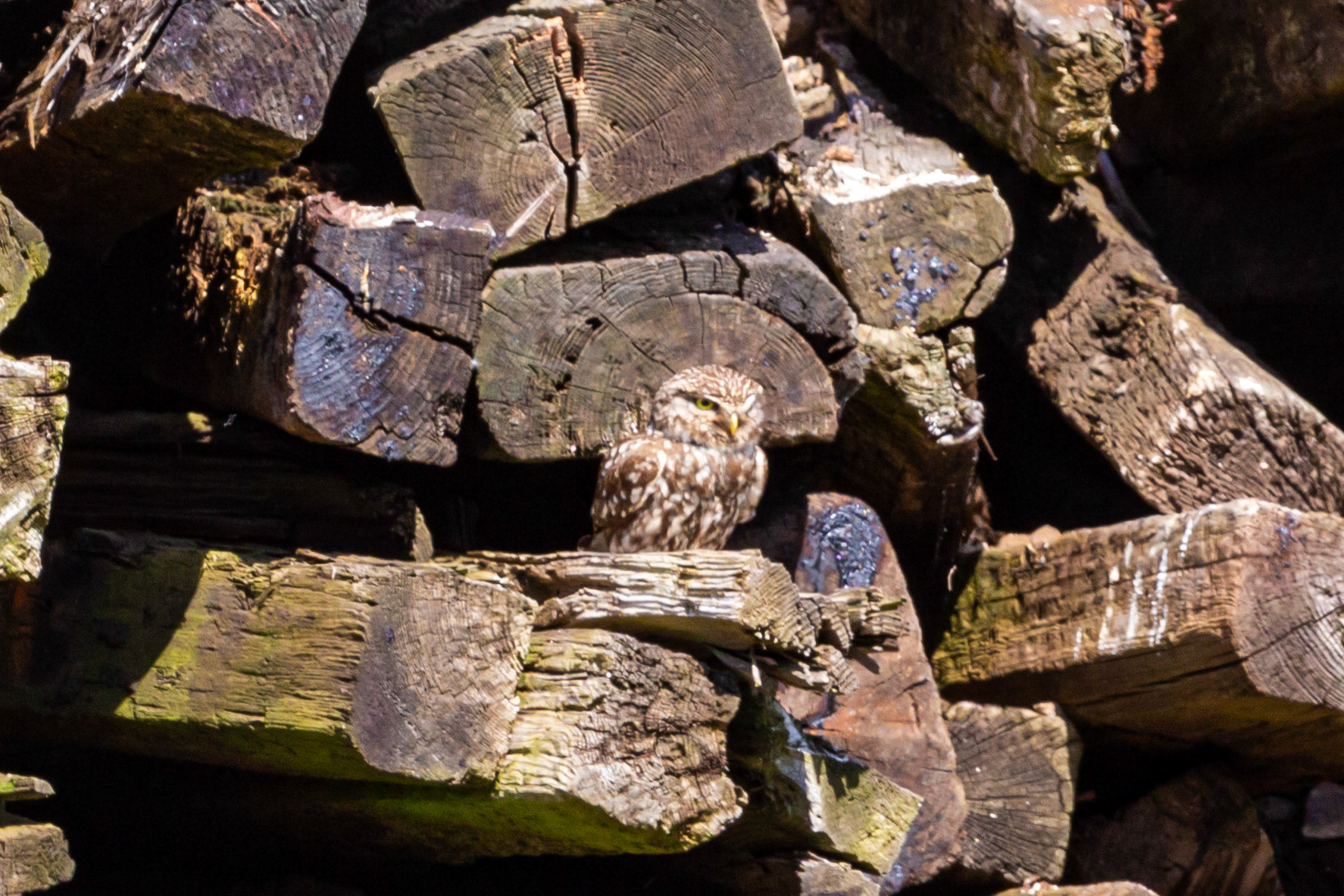 Little Owl in Somerset 25 June 2023