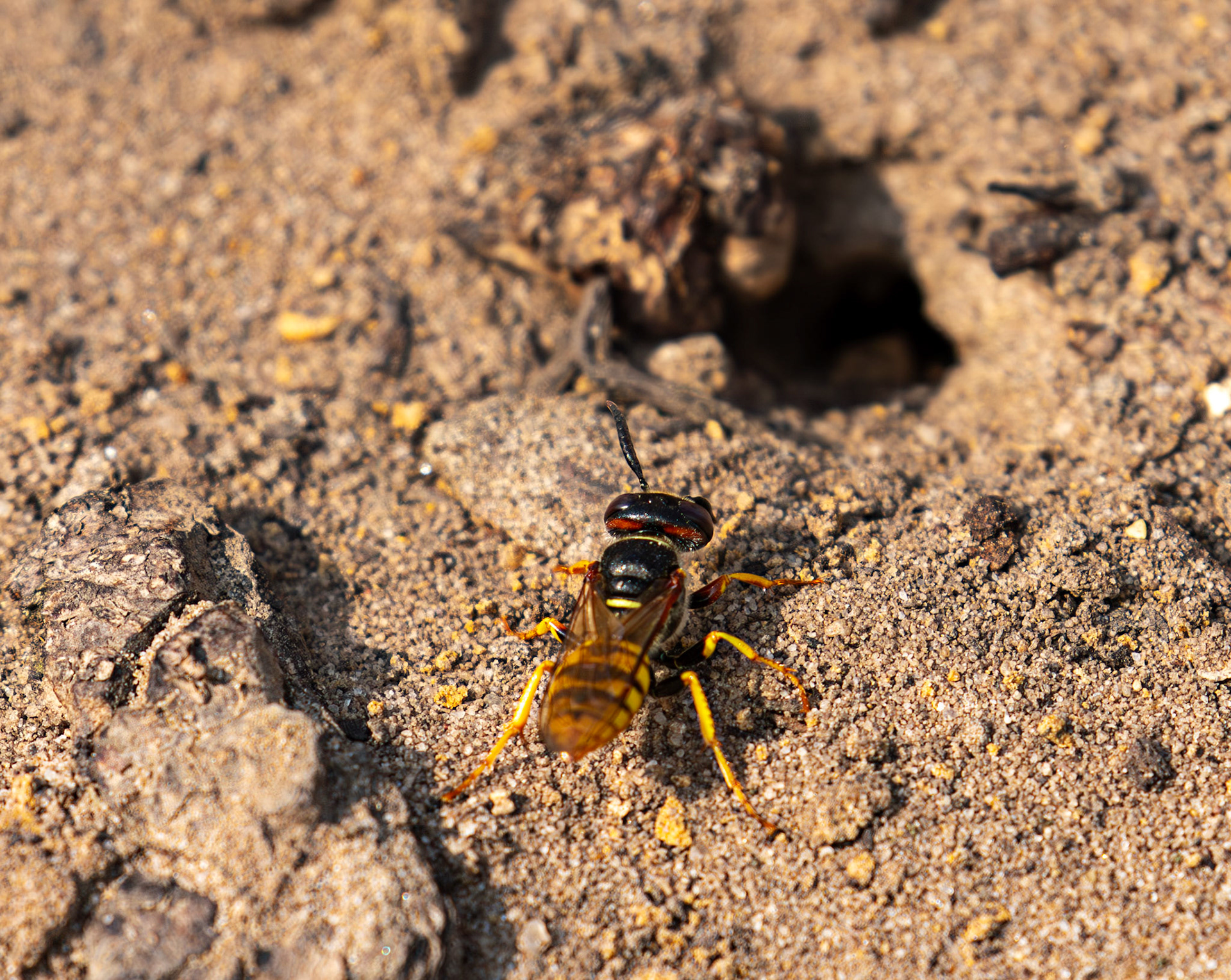 The European beewolf (Philanthus triangulum) Slough 05 August 2025