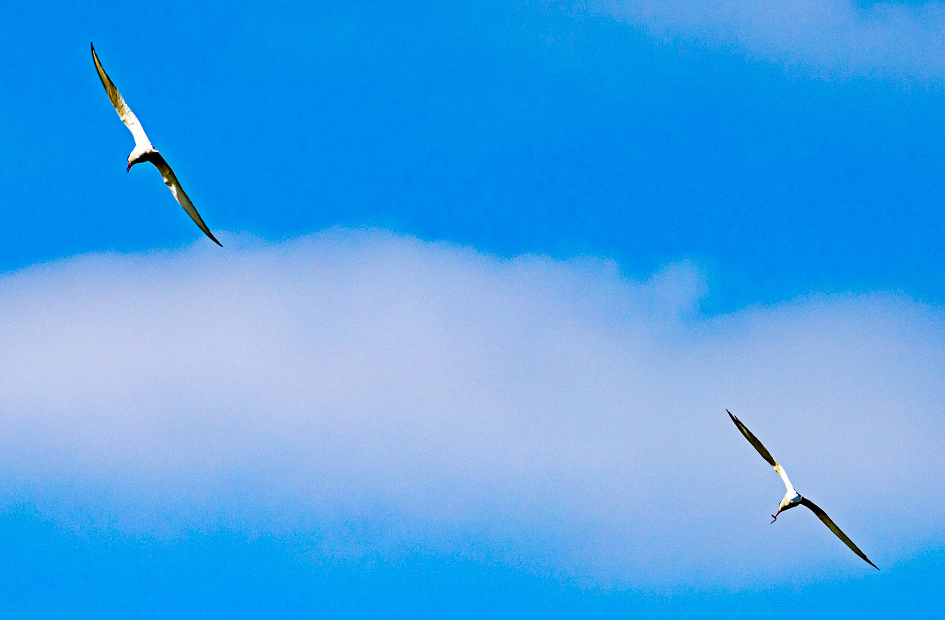 Isle of May - 04 June 2022