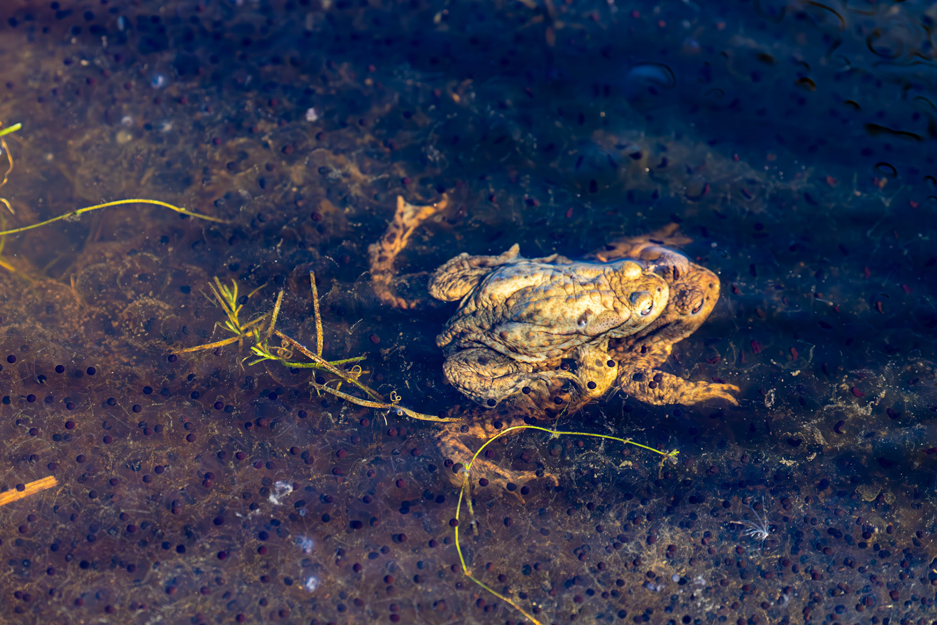 Frog spawn &amp; Common Toads mating at Black Devon Wetlands 20 March 2026