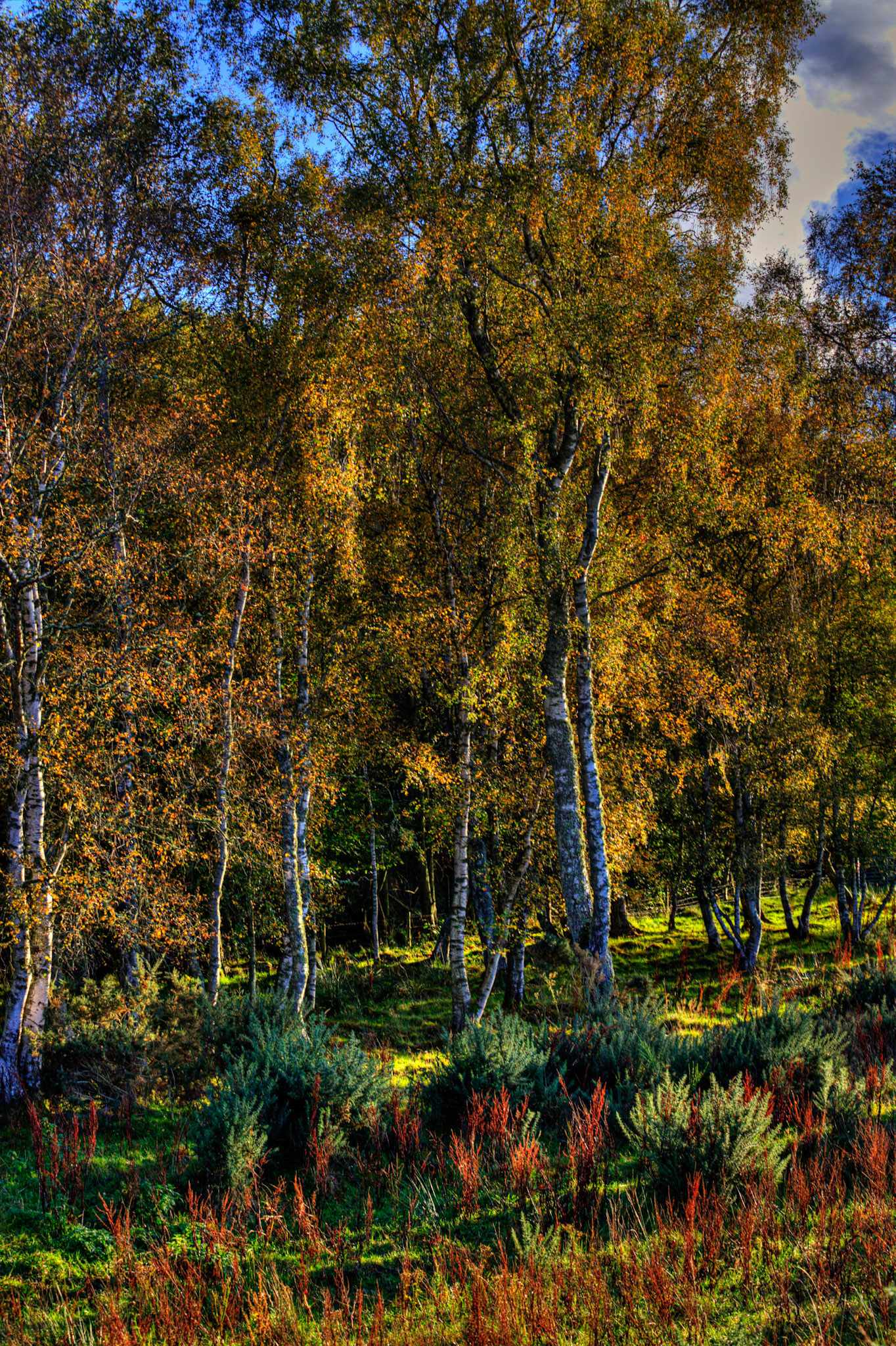 Autumn in Aberdeenshire 14 to 16 October 2022