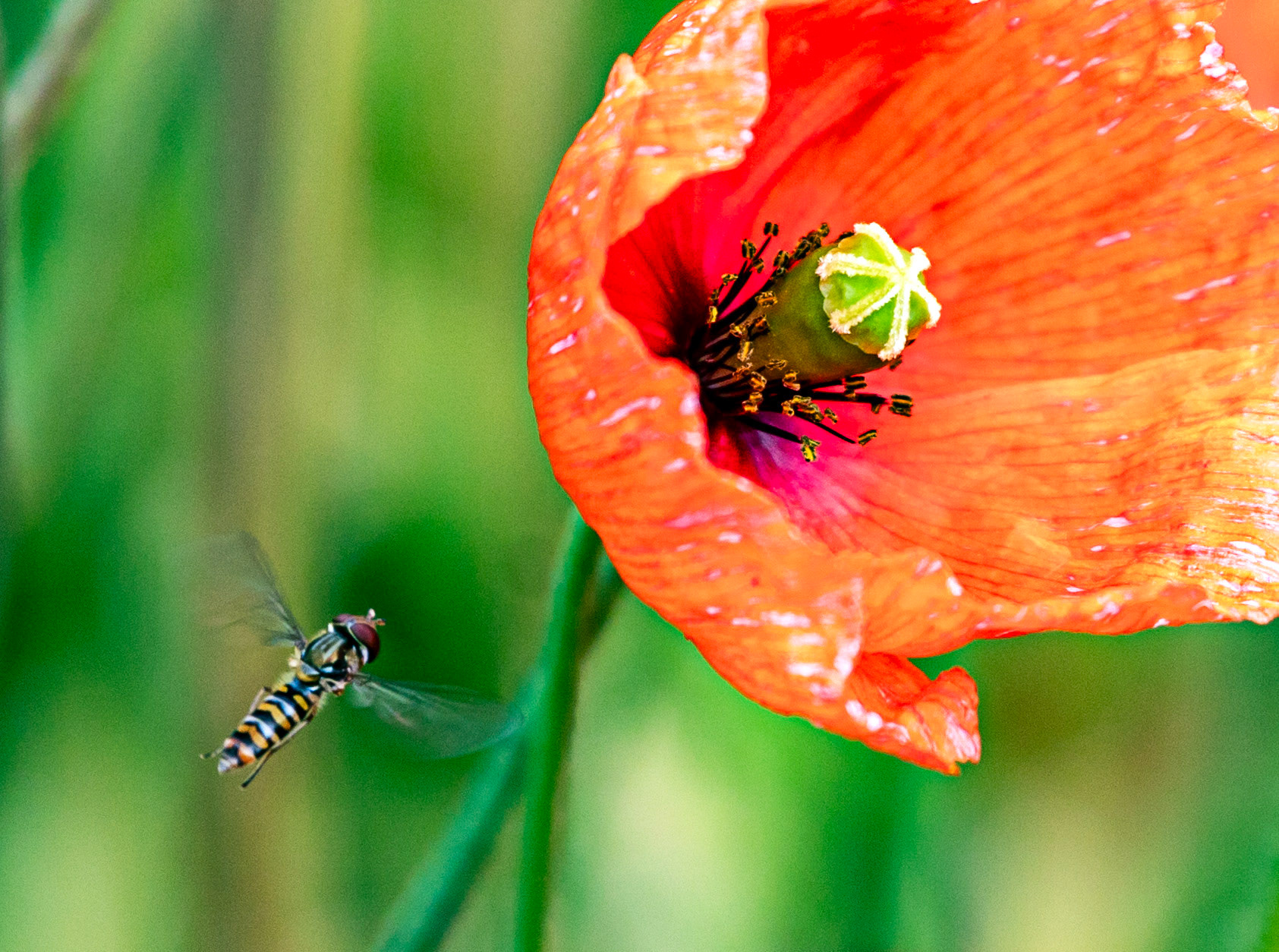 Insects in Kelso 18 July 2023