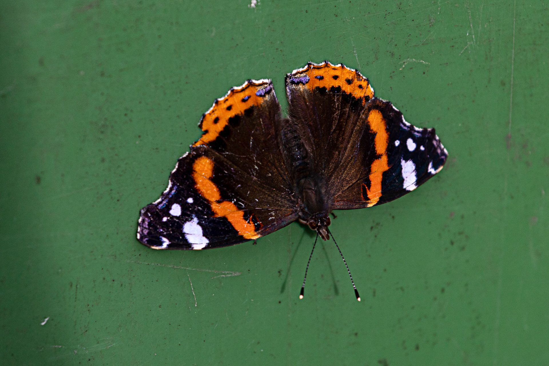 Red Admiral at Rathen 13 October 2022